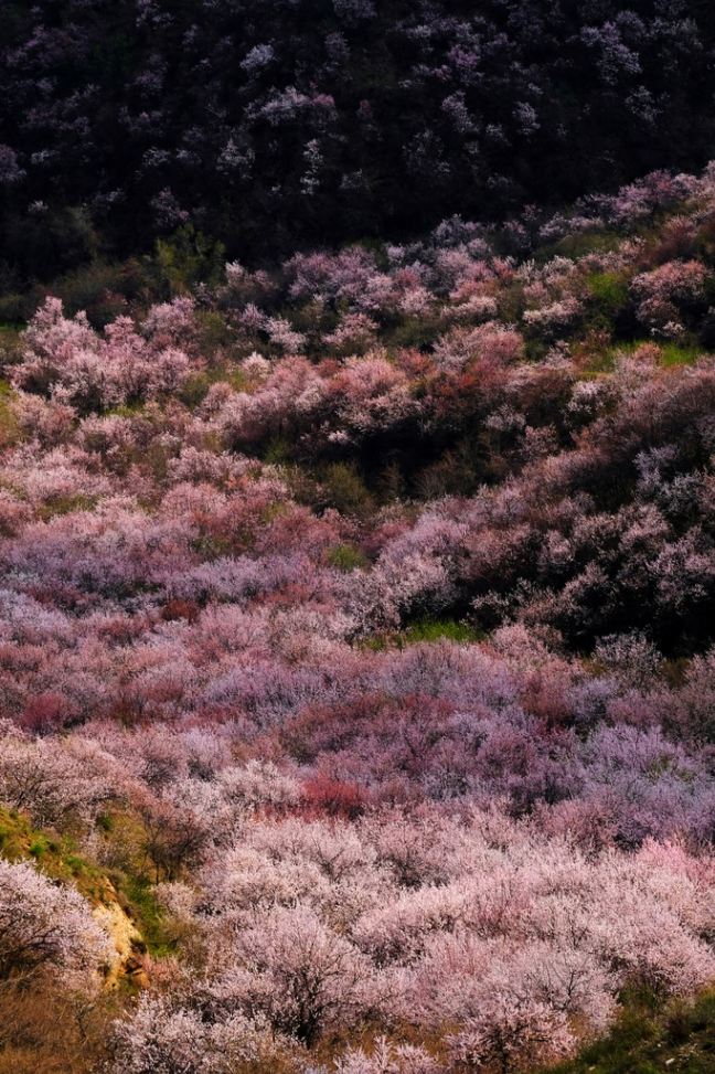 大西沟杏花.