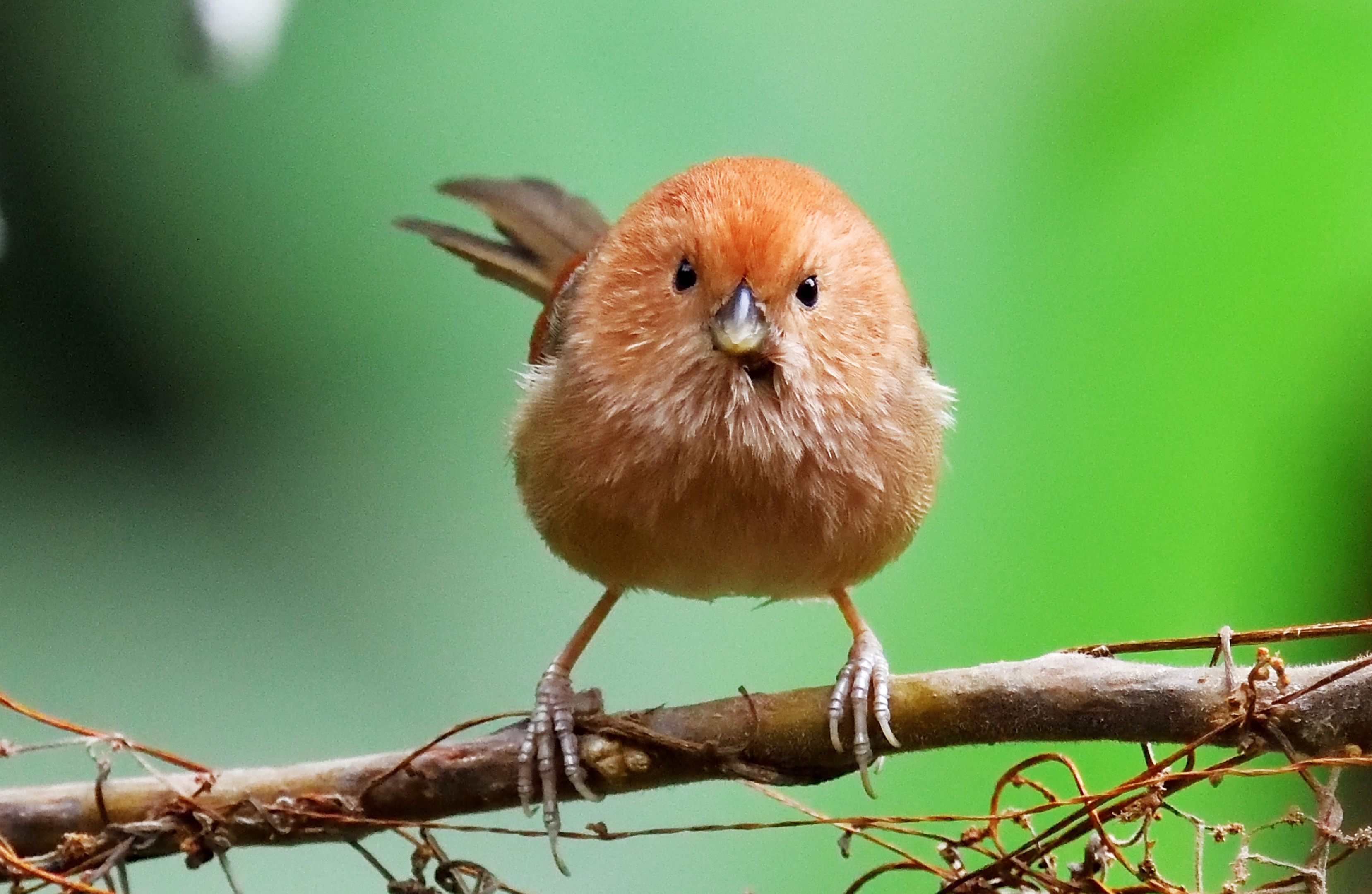 首发萌呆呆的小鸟