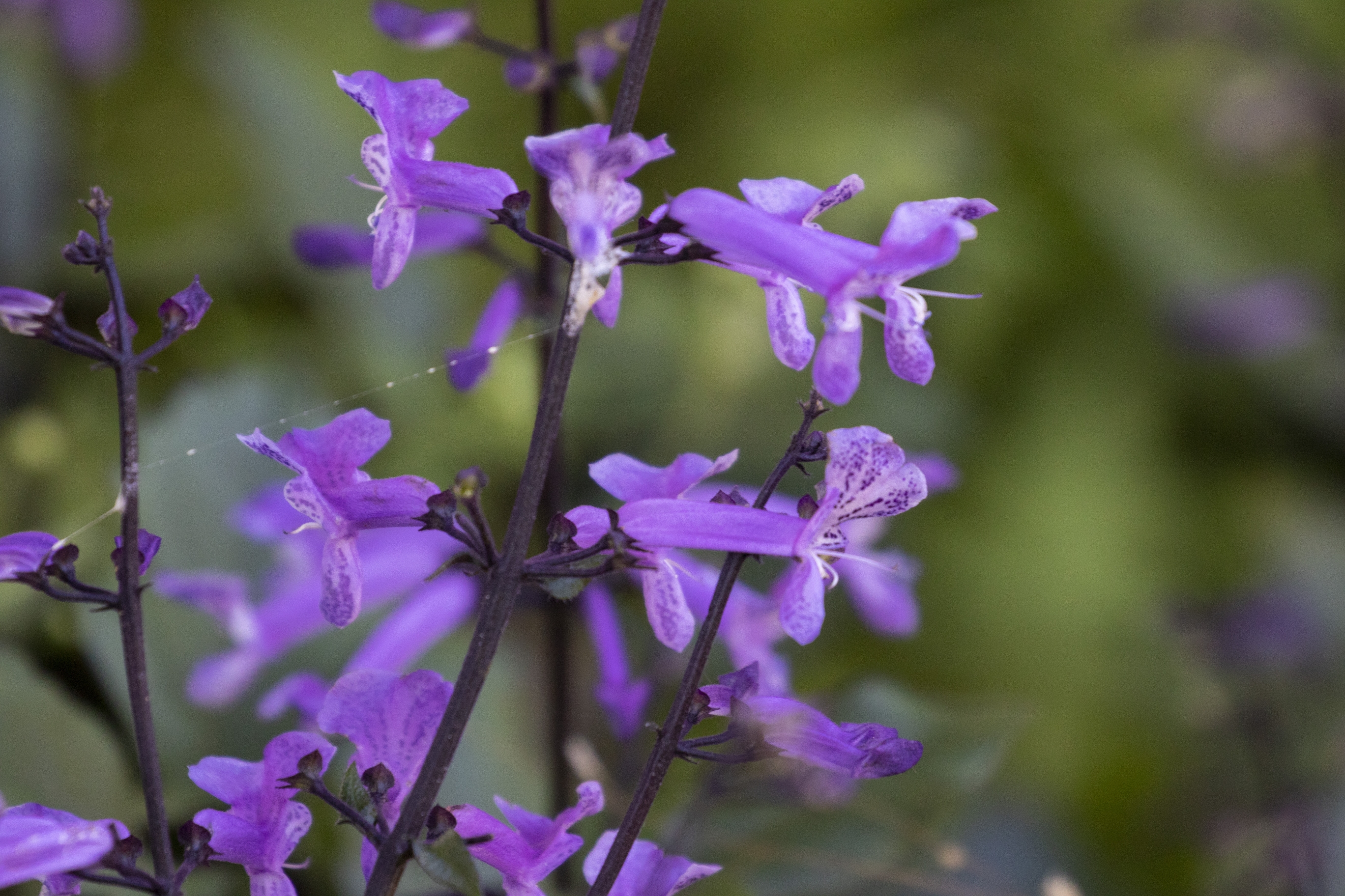 莫娜紫香茶菜vv首发