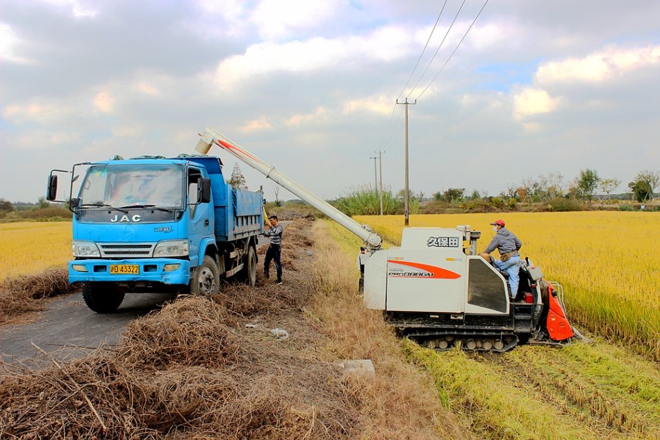 收割机装满稻子后,会来到停在路边负责装运的车辆前,将稻子转移到车厢