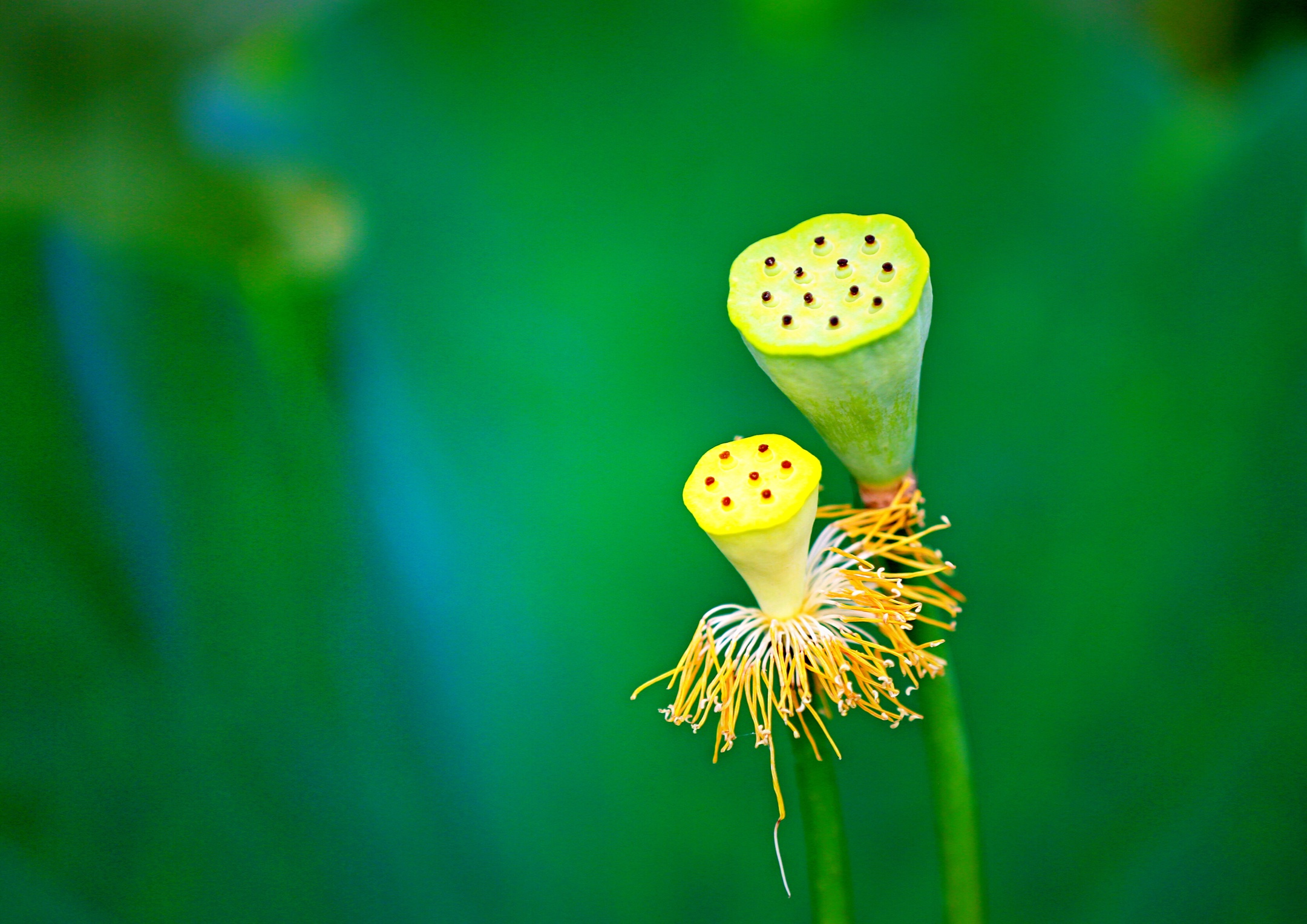 【莲花】(清张问陶)