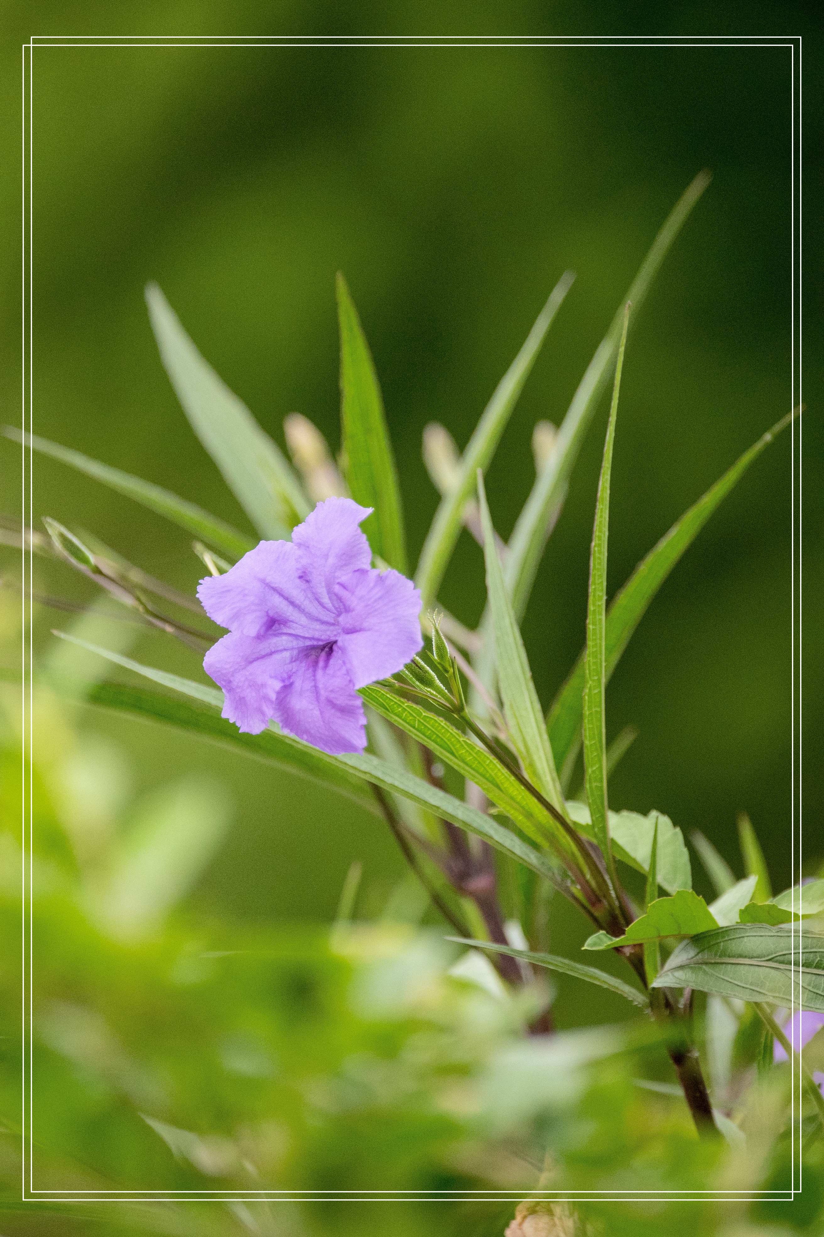 清新淡雅蓝花草