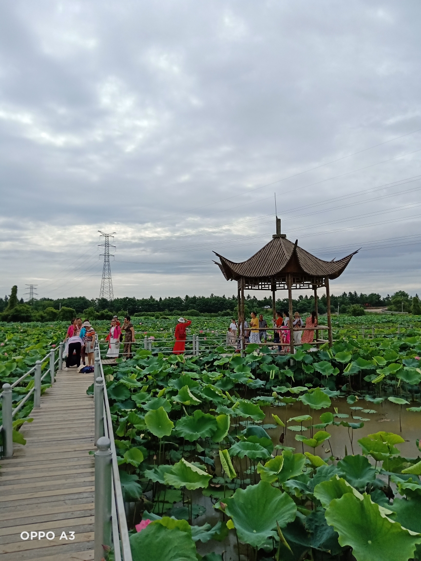 进贤县生态园赏荷花(1)021年6月24日