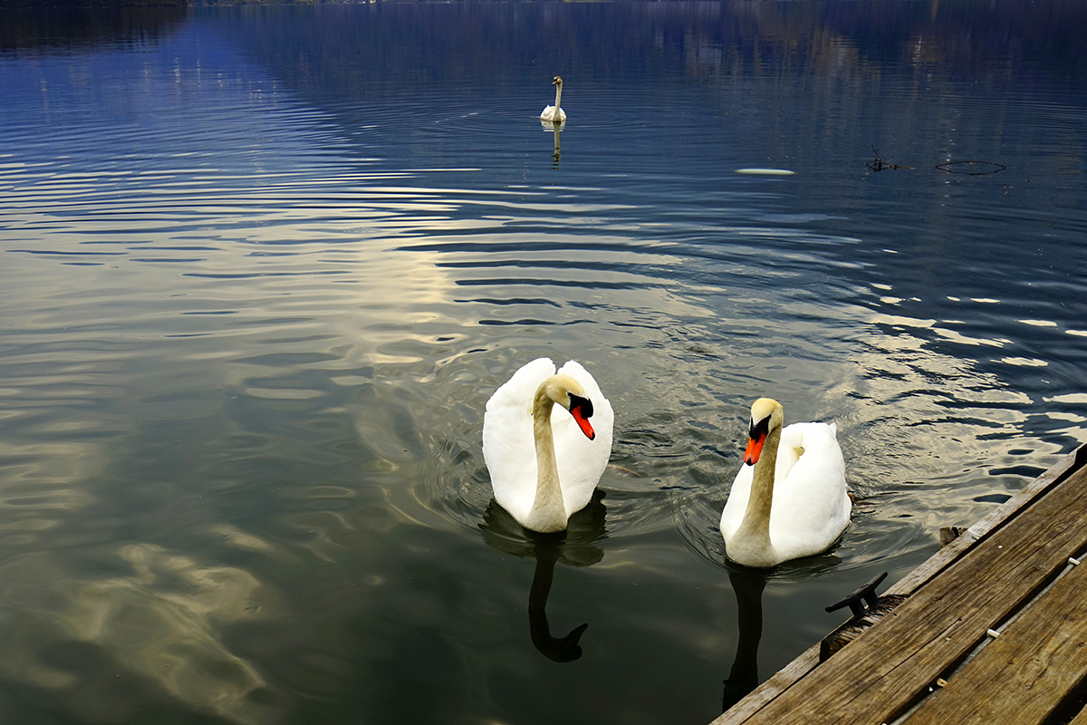 这里有个天鹅湖