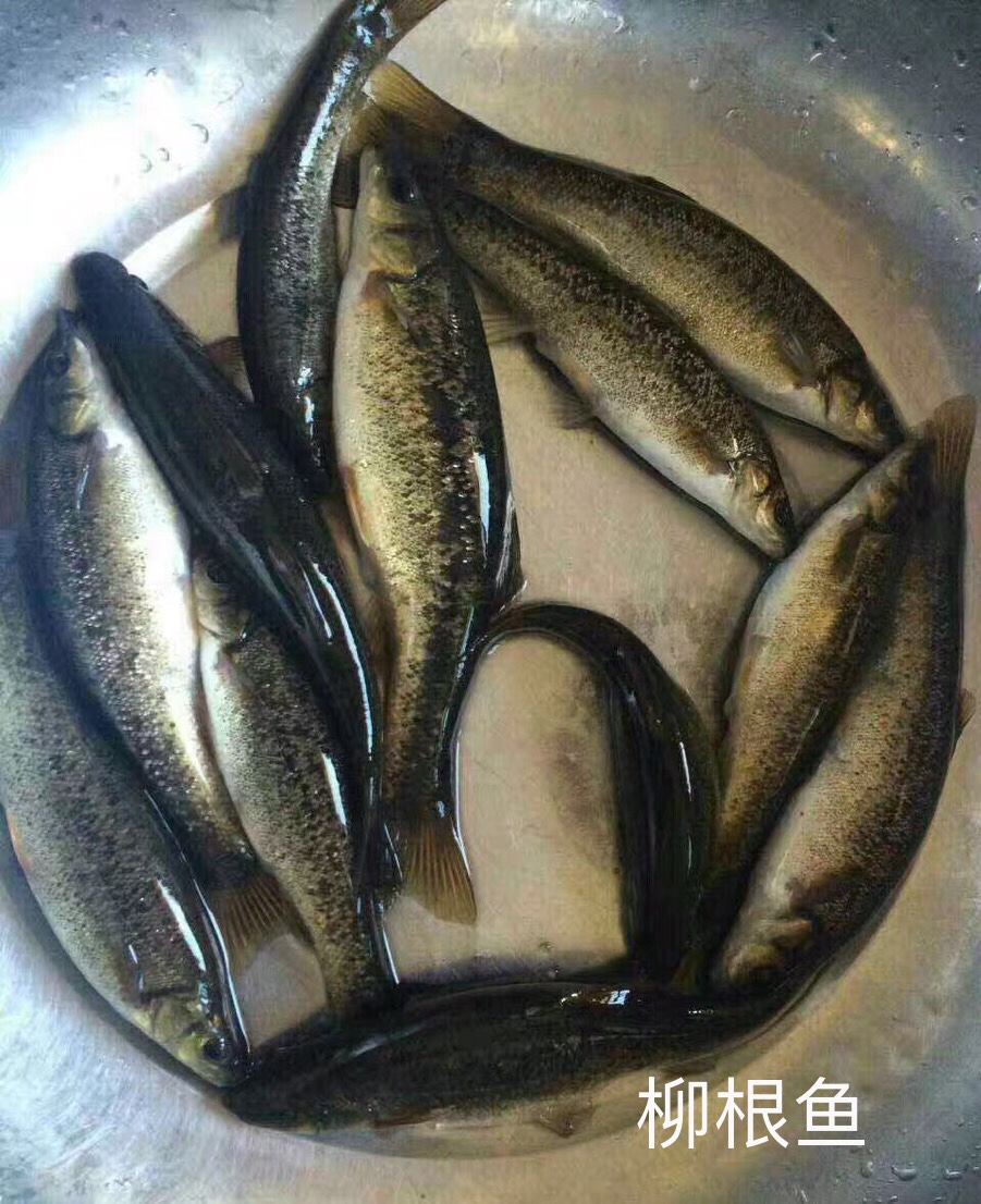 环洲河鲜野生鱼系列