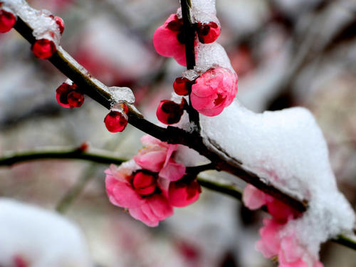 雪中梅