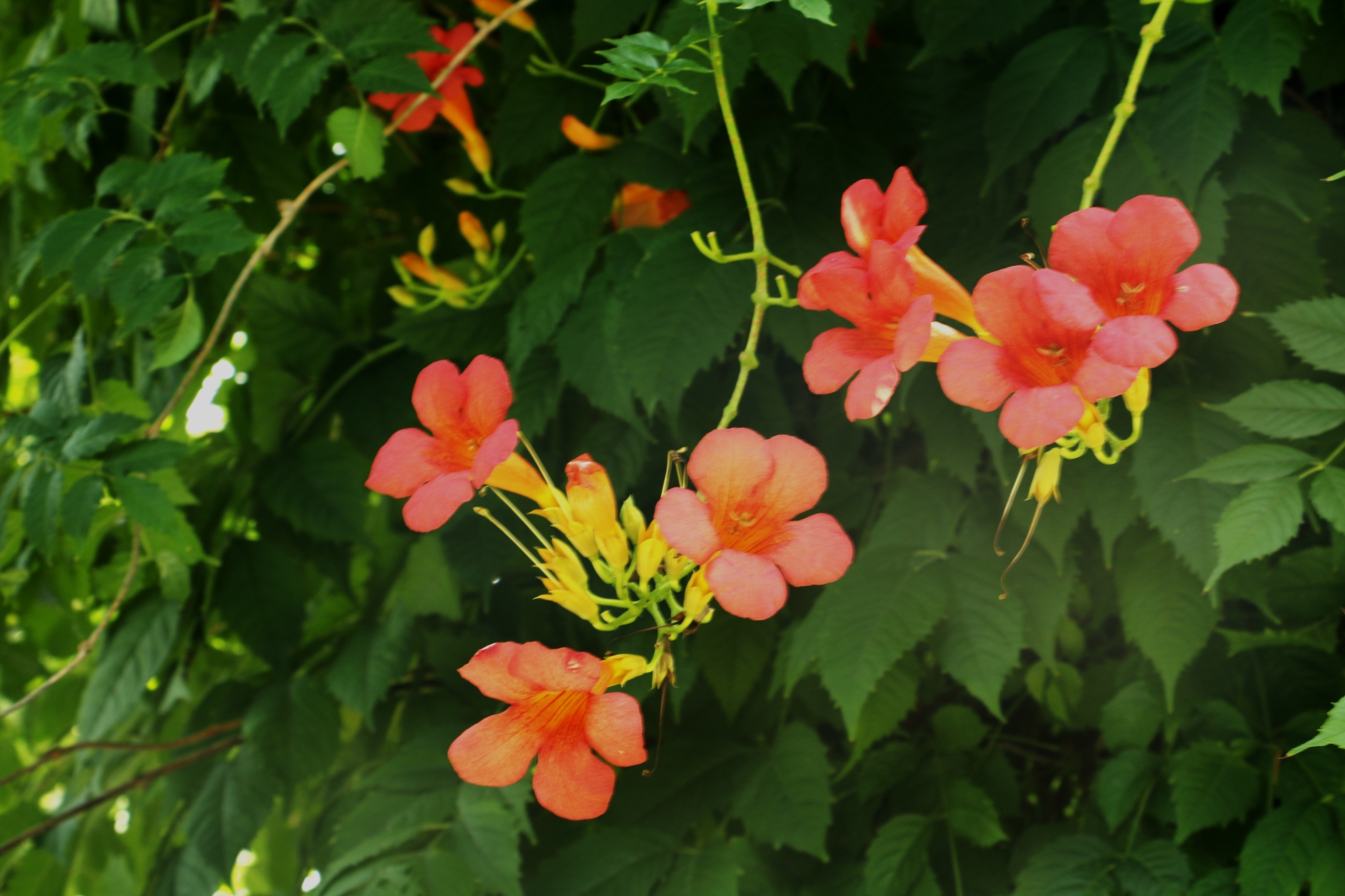 凌霄长廊叶碧花红