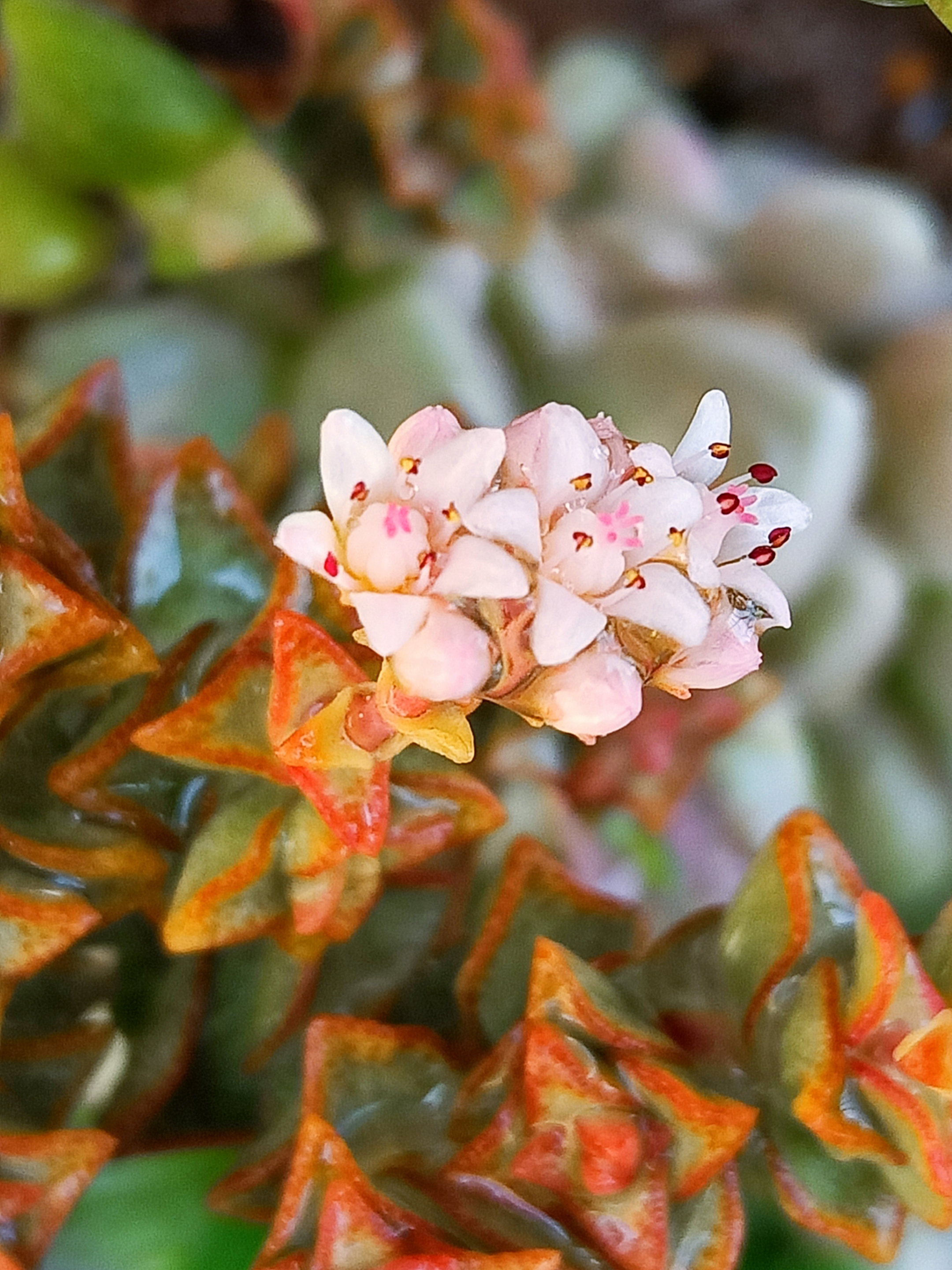 小米星开花了首发
