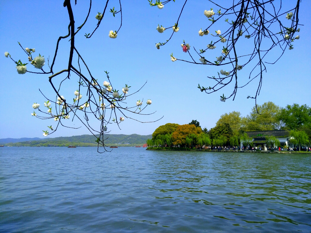 老柳卧地展新枝 桃花横出露艳姿 又是一年春来时 三月西湖催人痴 远山