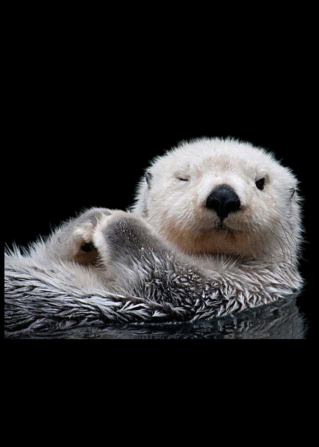 i see   sea otter in the ocean.