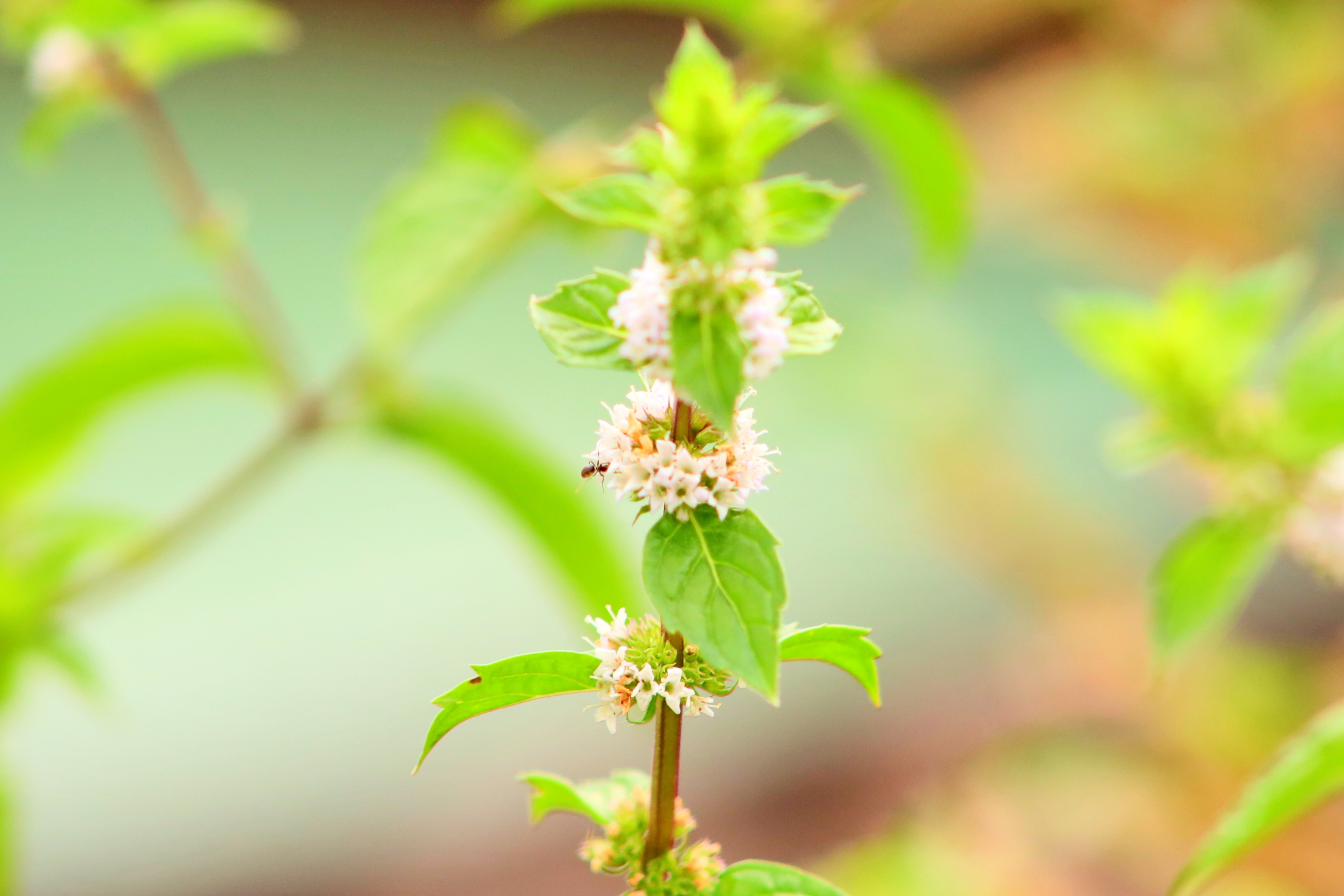 八月始见薄荷花