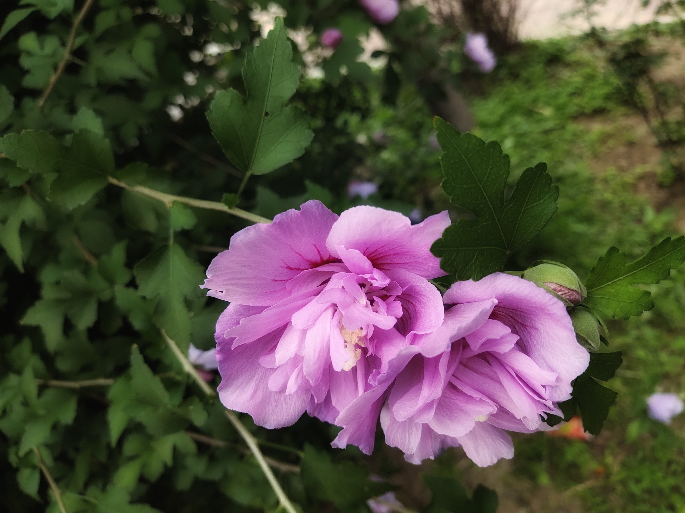 首发秋日木槿花