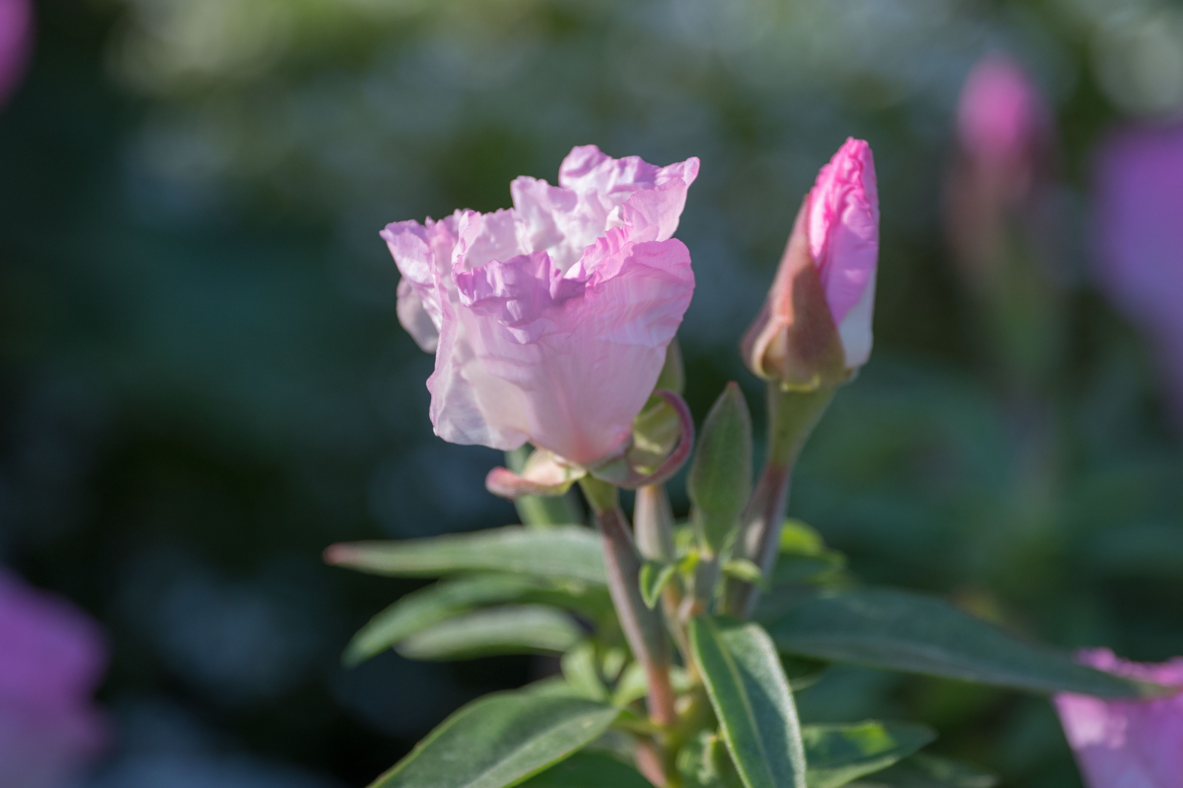 (首發)古代稀花