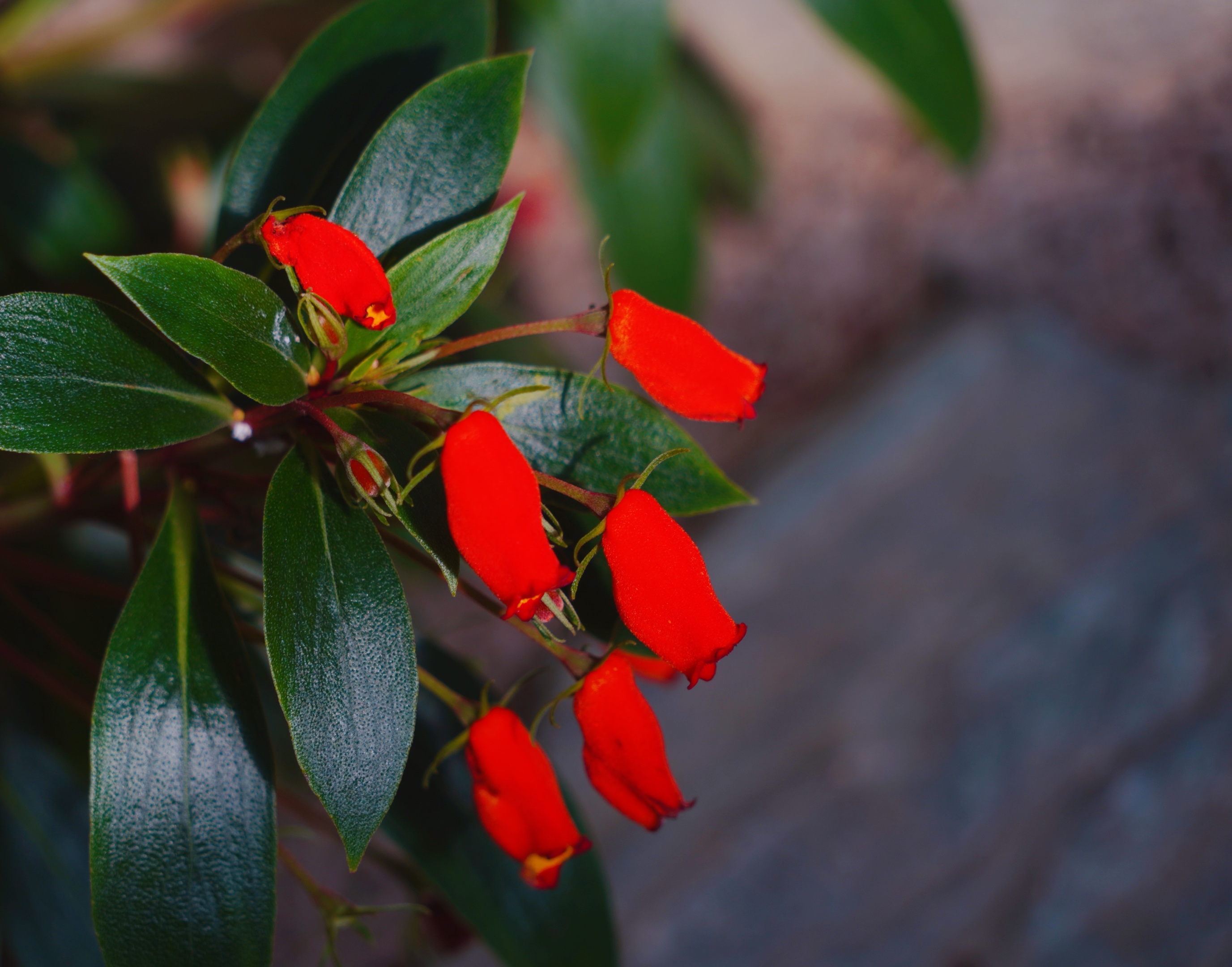 风和日丽【美摄视界】:【原创首发】小岩桐 - vv