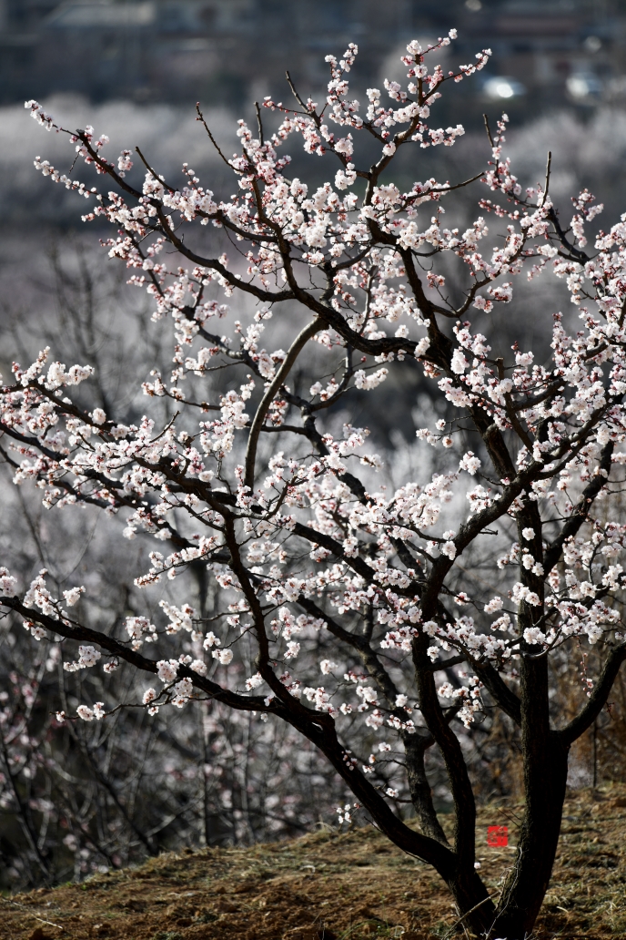 杏花开了