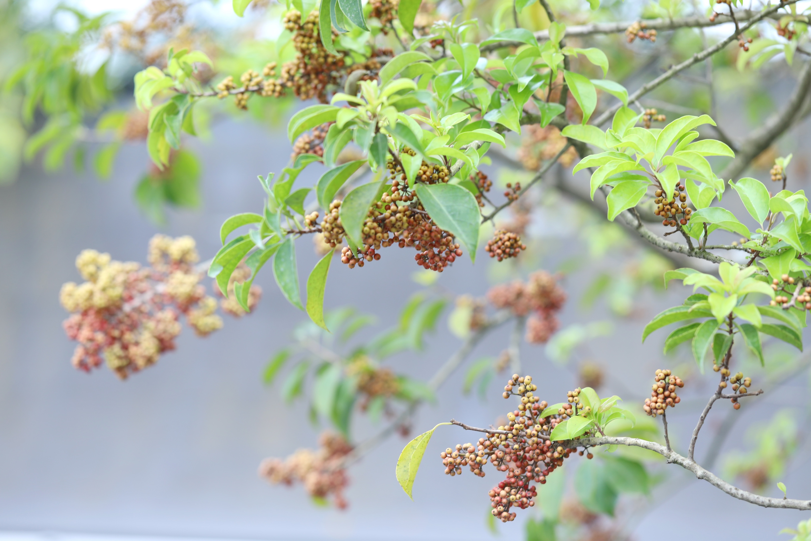 鐵冬青一樹紅果秋日俏首發