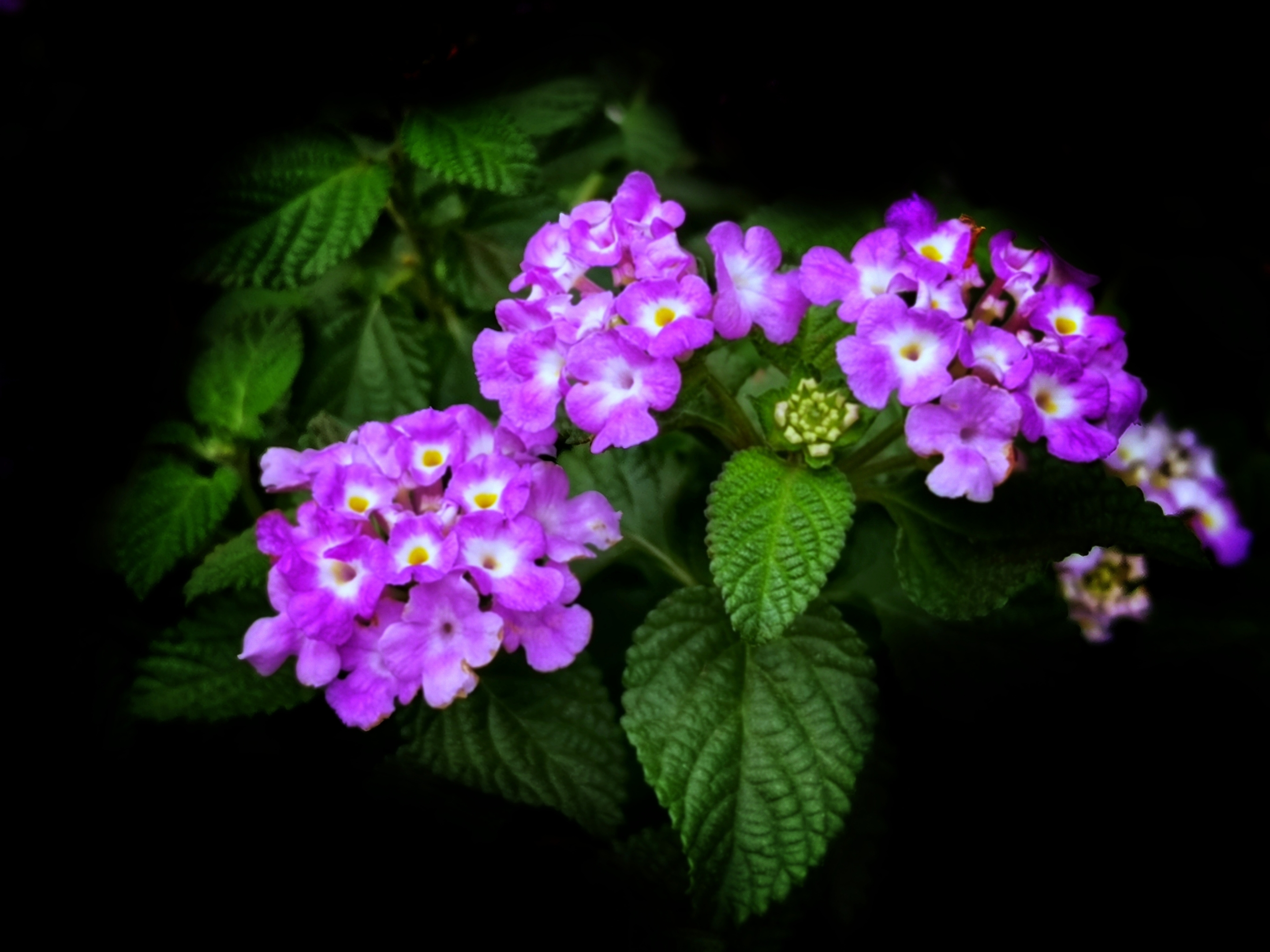 花名臭草花颜美丽首发
