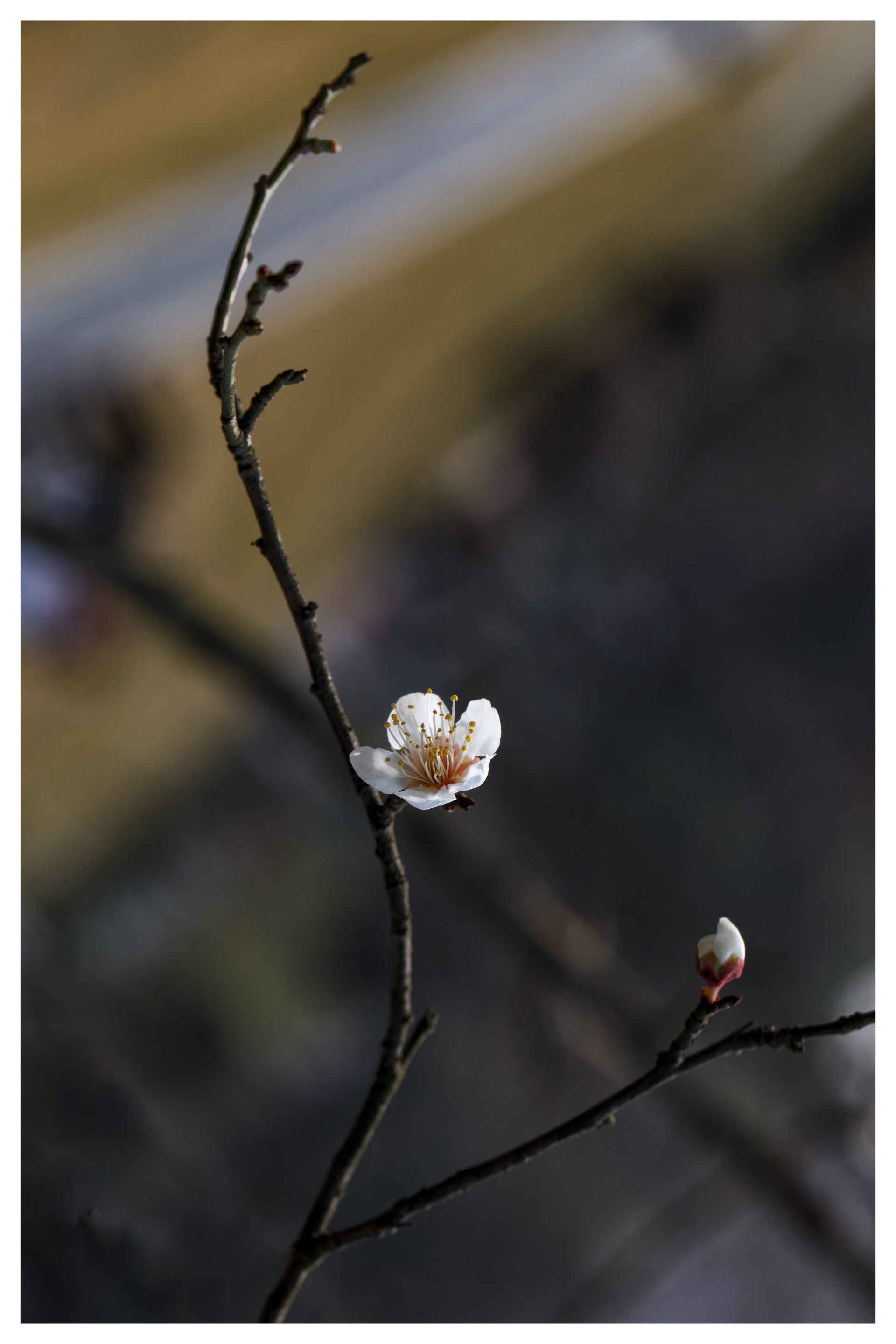 白梅花疑是冬雪尚未消