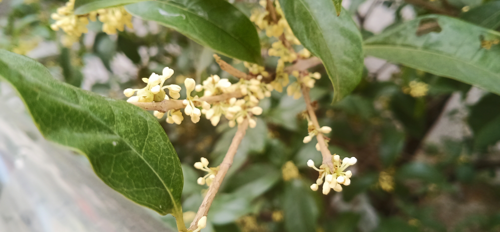 文/杨洁 十月桂花八里香,玲珑花蕊如娇娘!