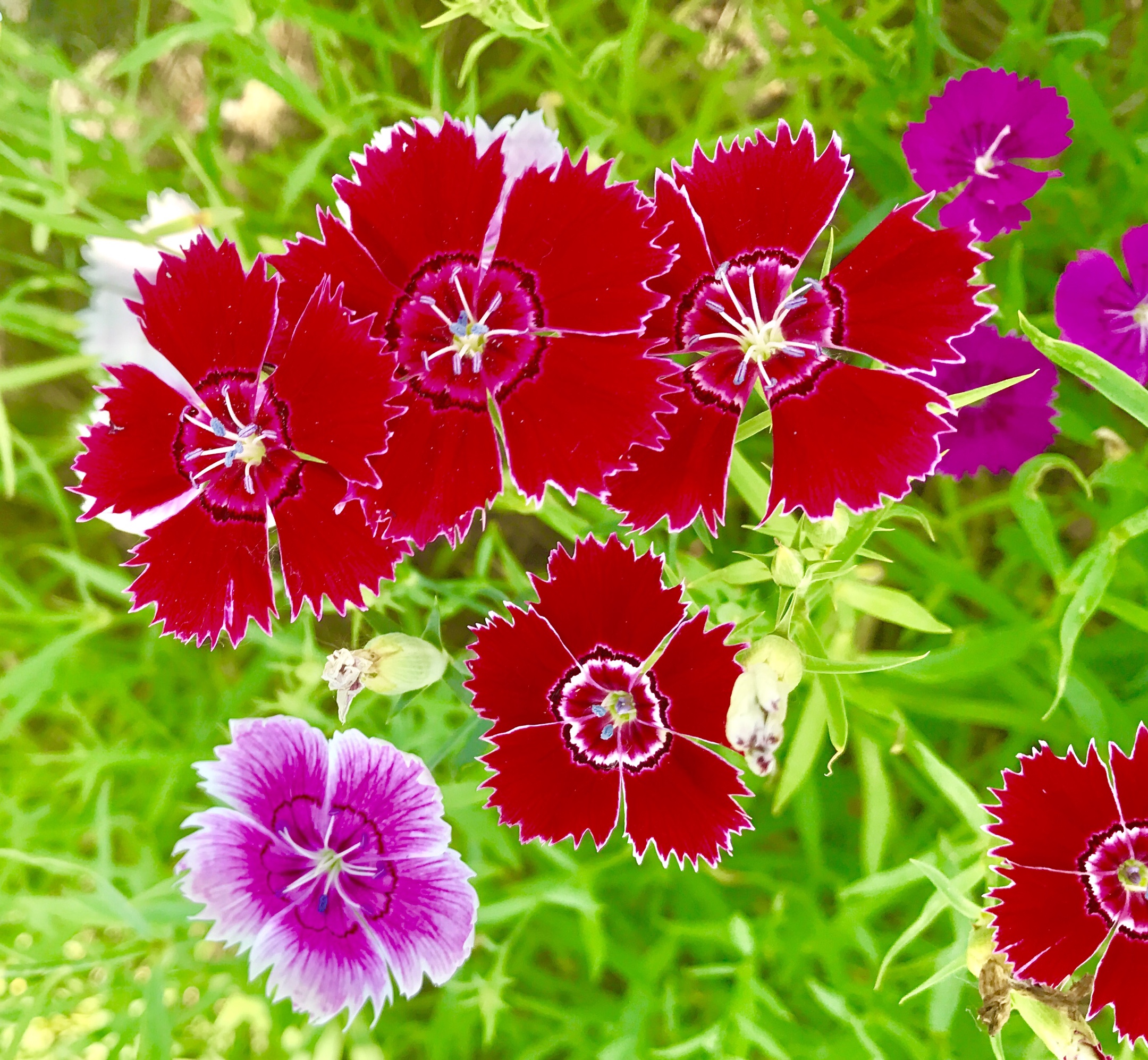 漂亮的石竹花,吸允着大地恩赐的精酿,拥抱着六月的阳光,尽情地绽放!