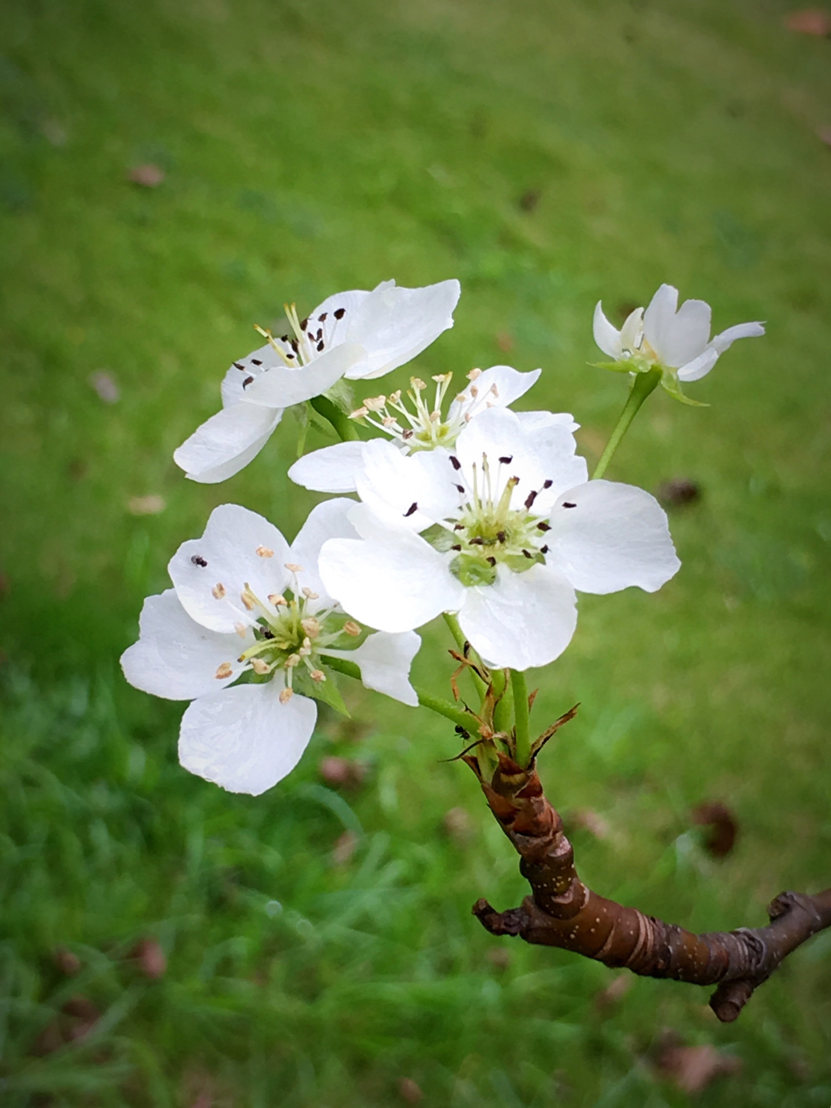 我的植物朋友——梨花图片