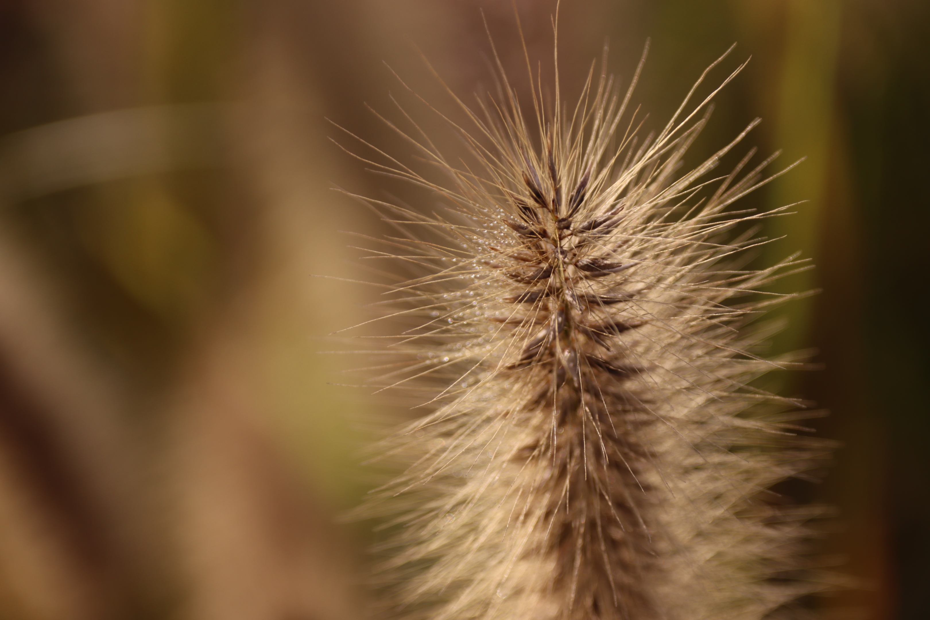 首发七律61牛气冲天好运来