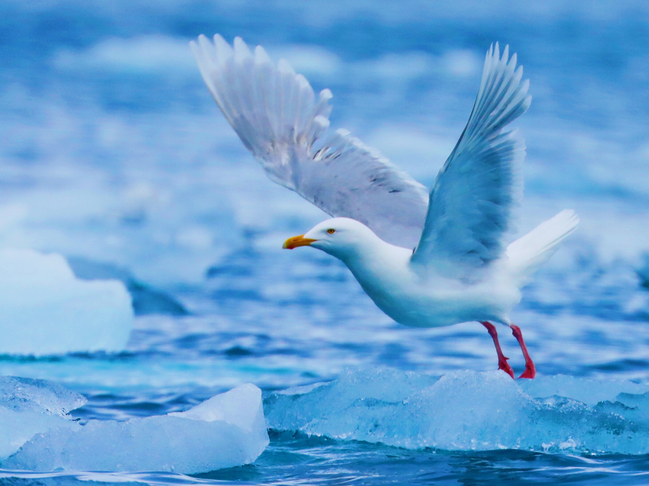 北极,我惊险幸运的快乐之旅!