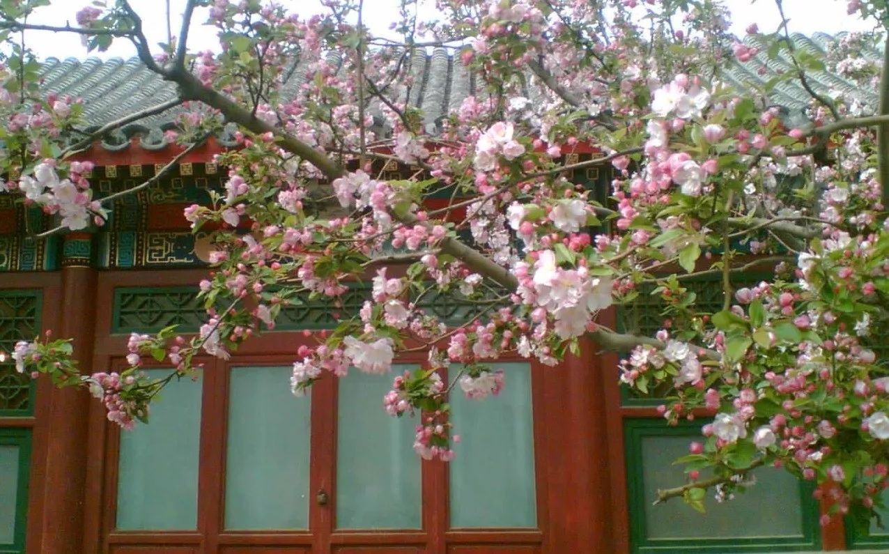 海棠依旧作者郑淋诵读孙力赵丽华