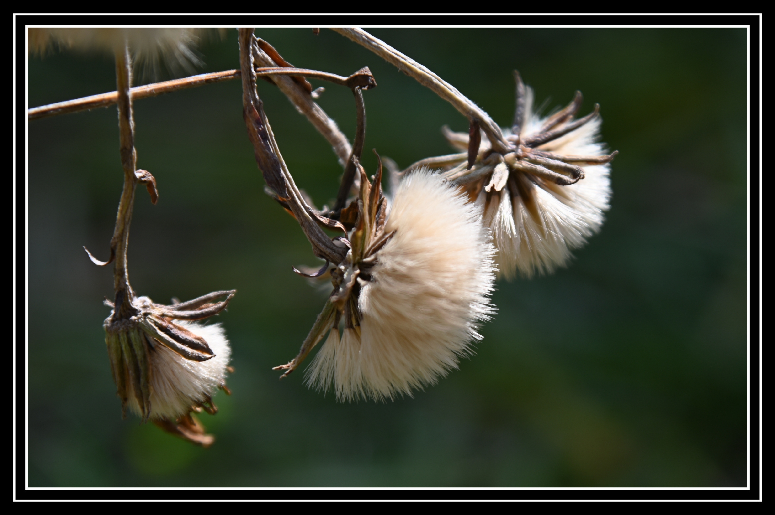 过冬的大吴风草首发