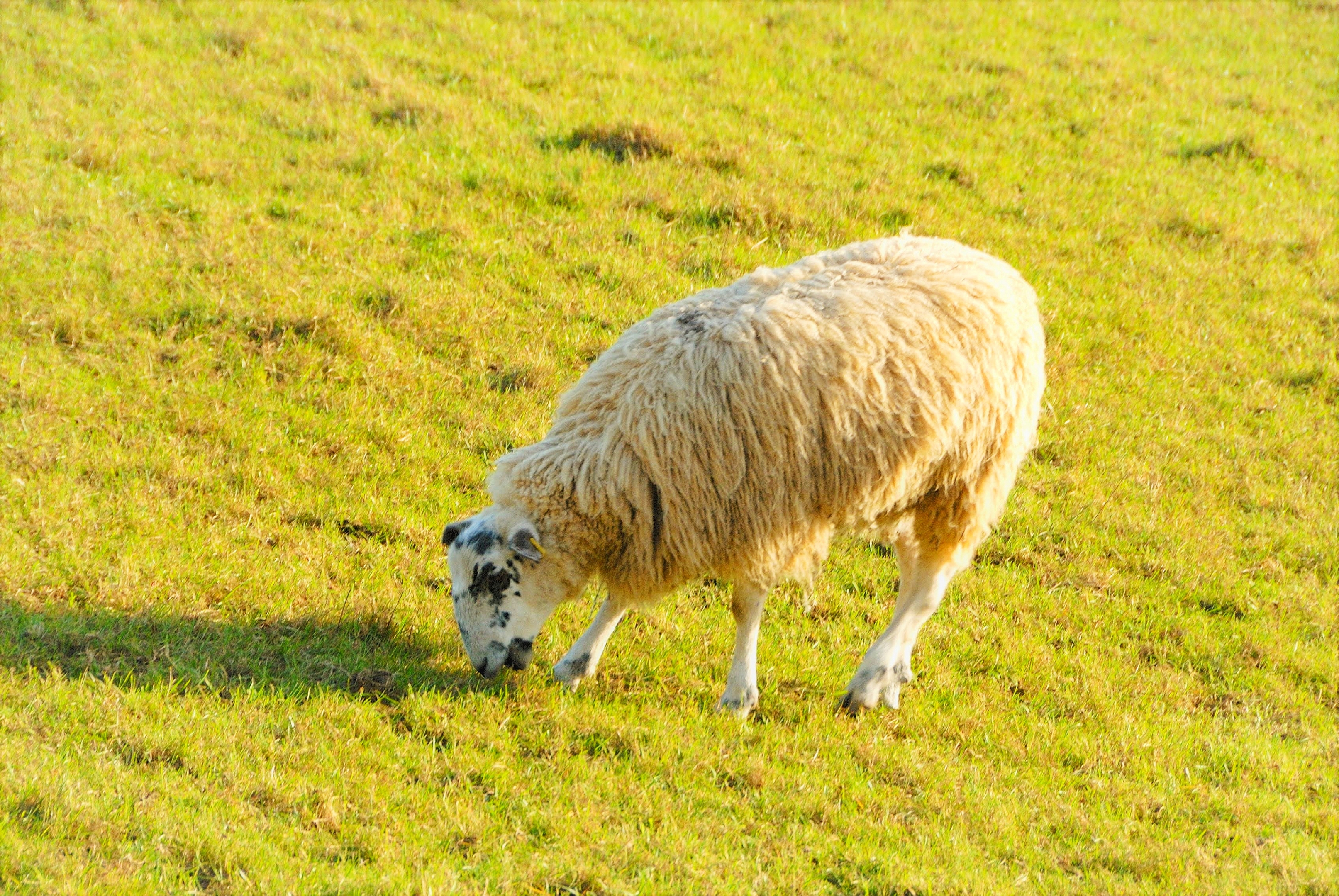 田野里,马儿在遛达,羊儿在吃草,人们也在散着步.美丽的风景近在咫尺.