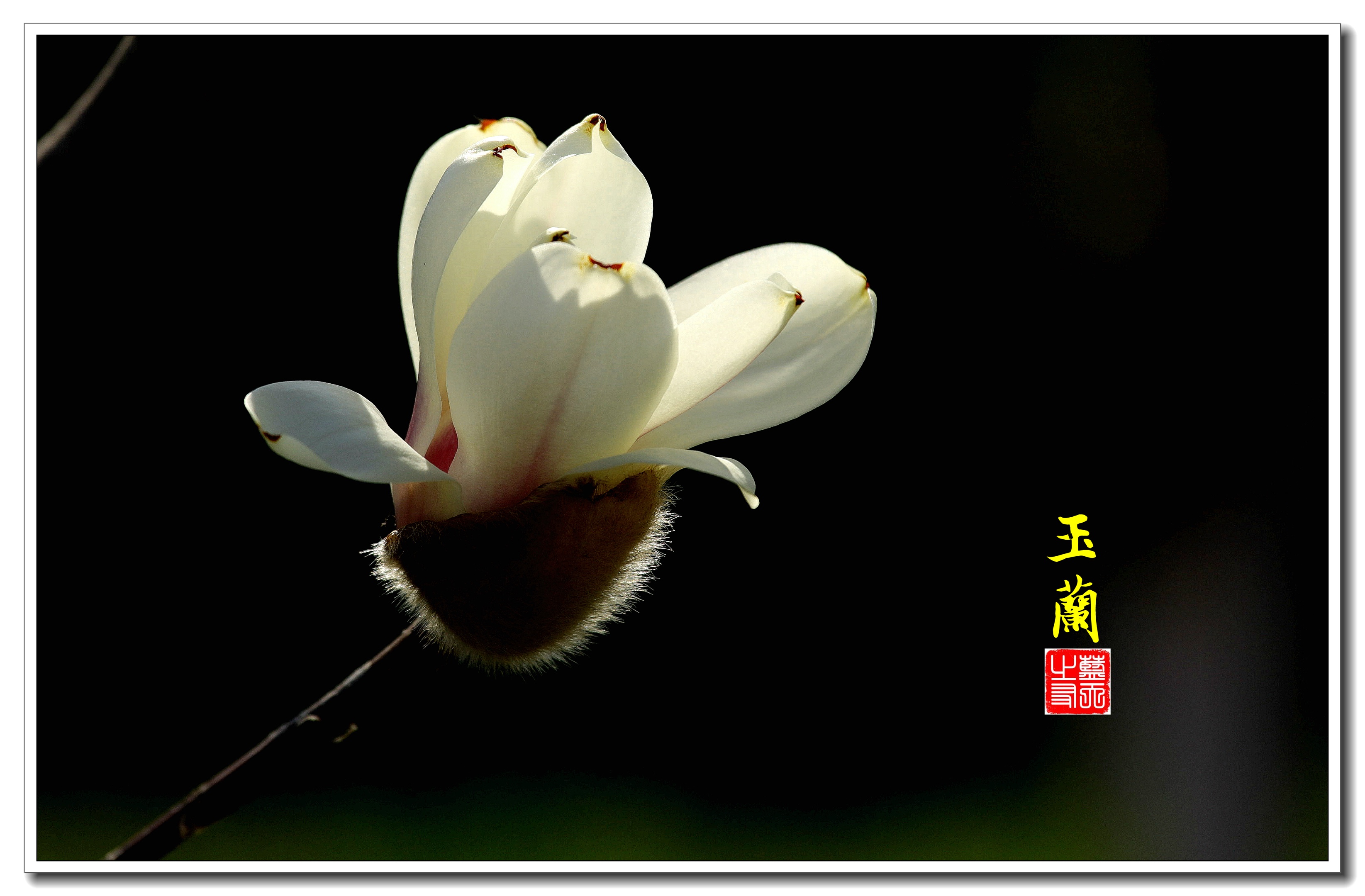 【首发】绽放在逆光下玉兰花