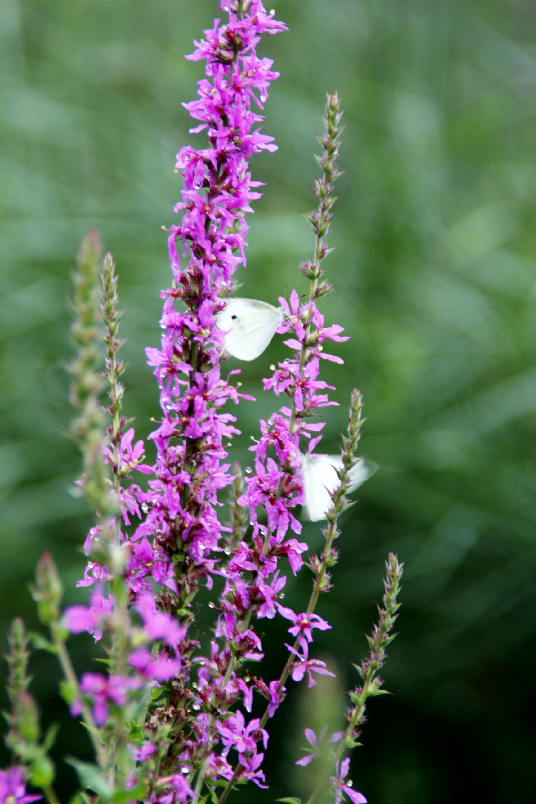 心灵摄影【美摄视界】:【首发】淡雅迷人的千屈菜 - vv