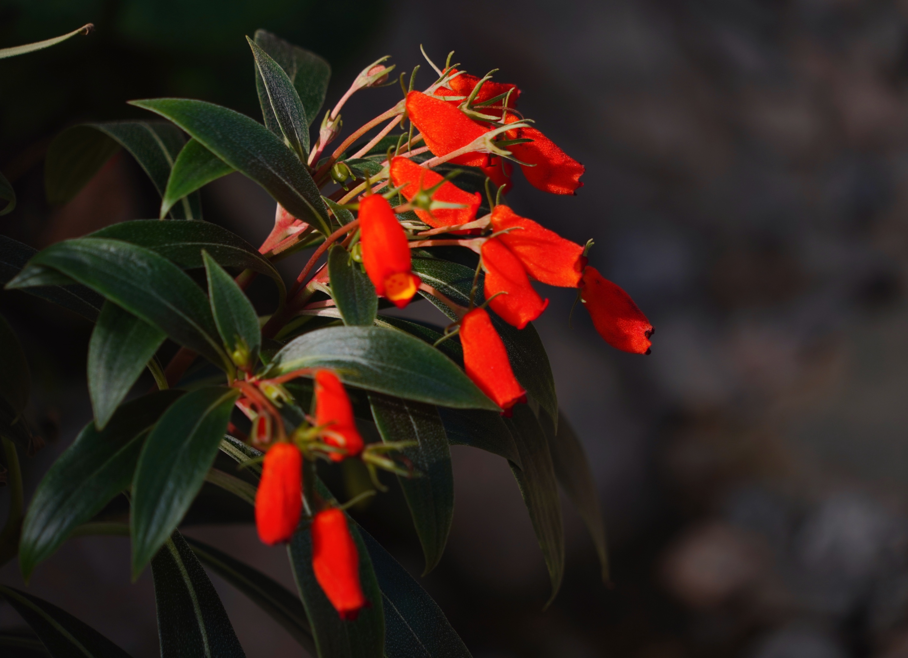 风和日丽【美摄视界】:【原创首发】小岩桐 - vv