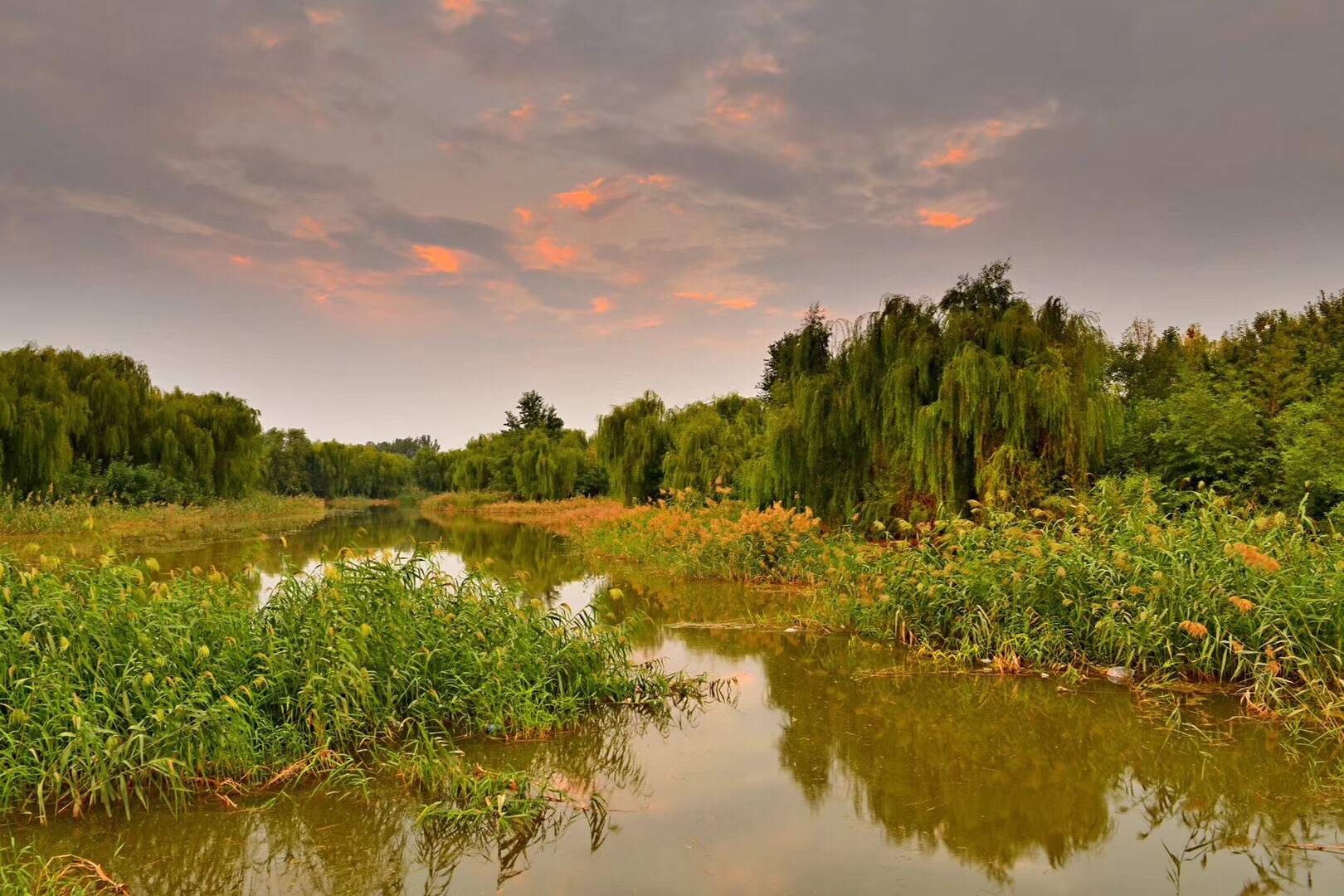 弥河国家湿地公园图片