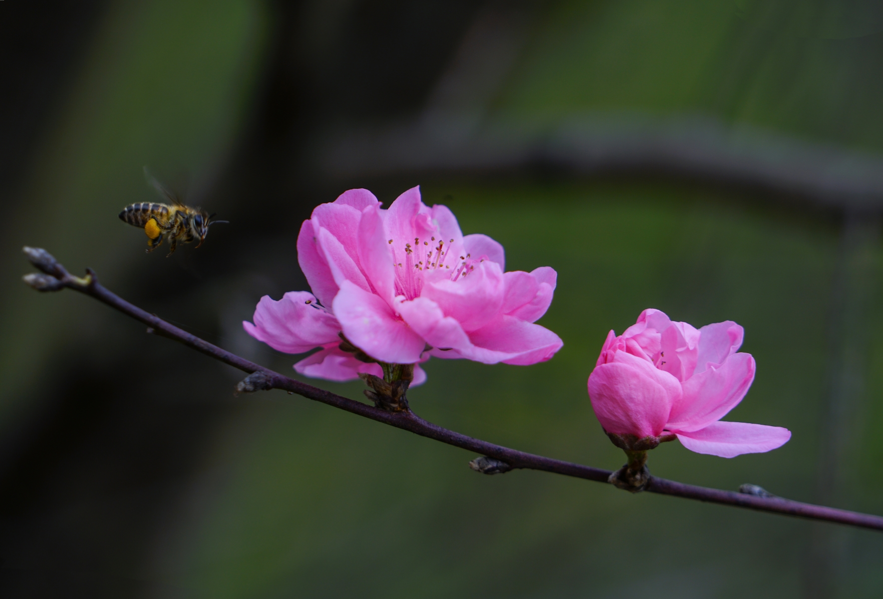 春天里百花争艳!