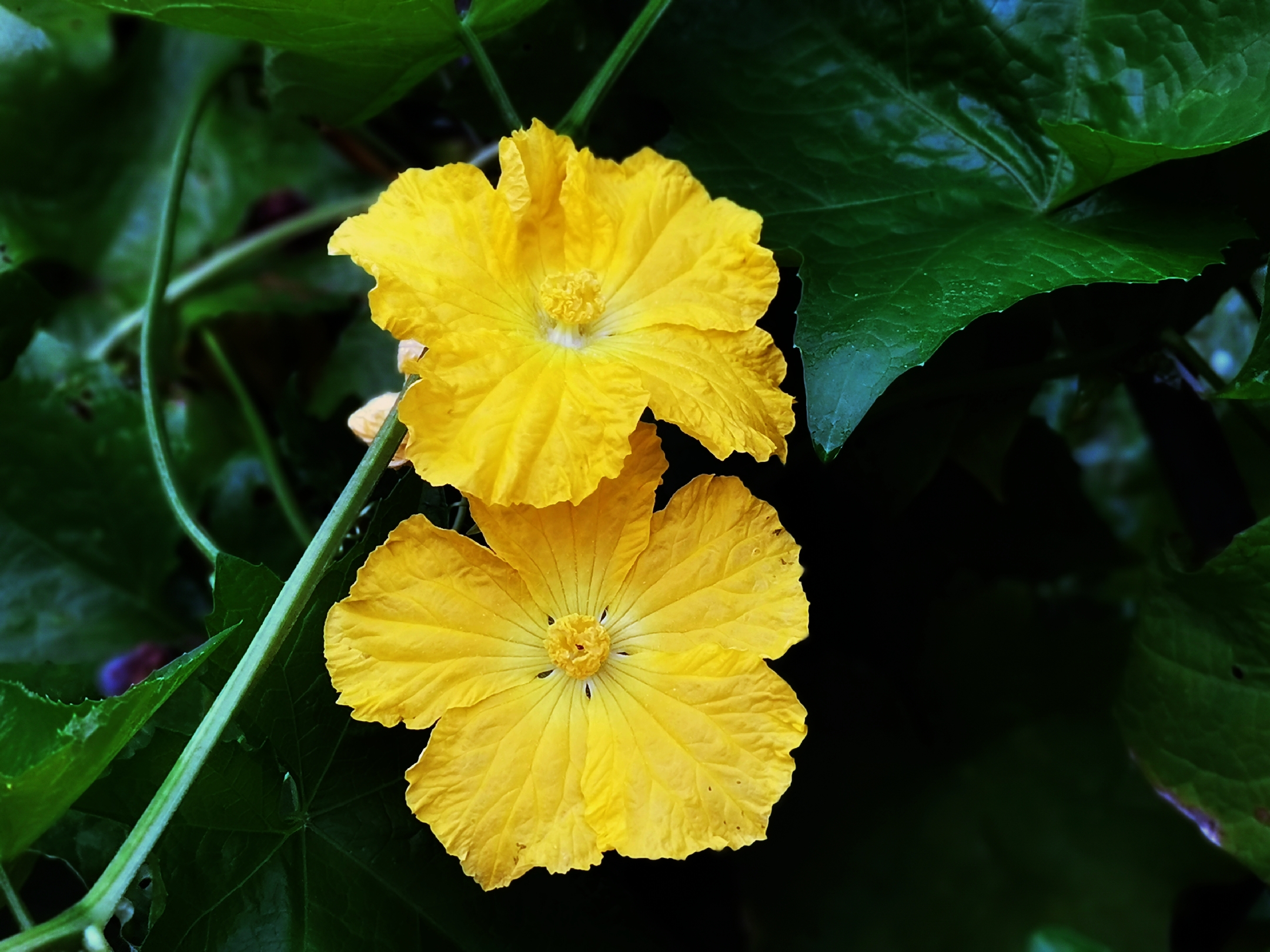 那金黄色的丝瓜花令人喜原创首发