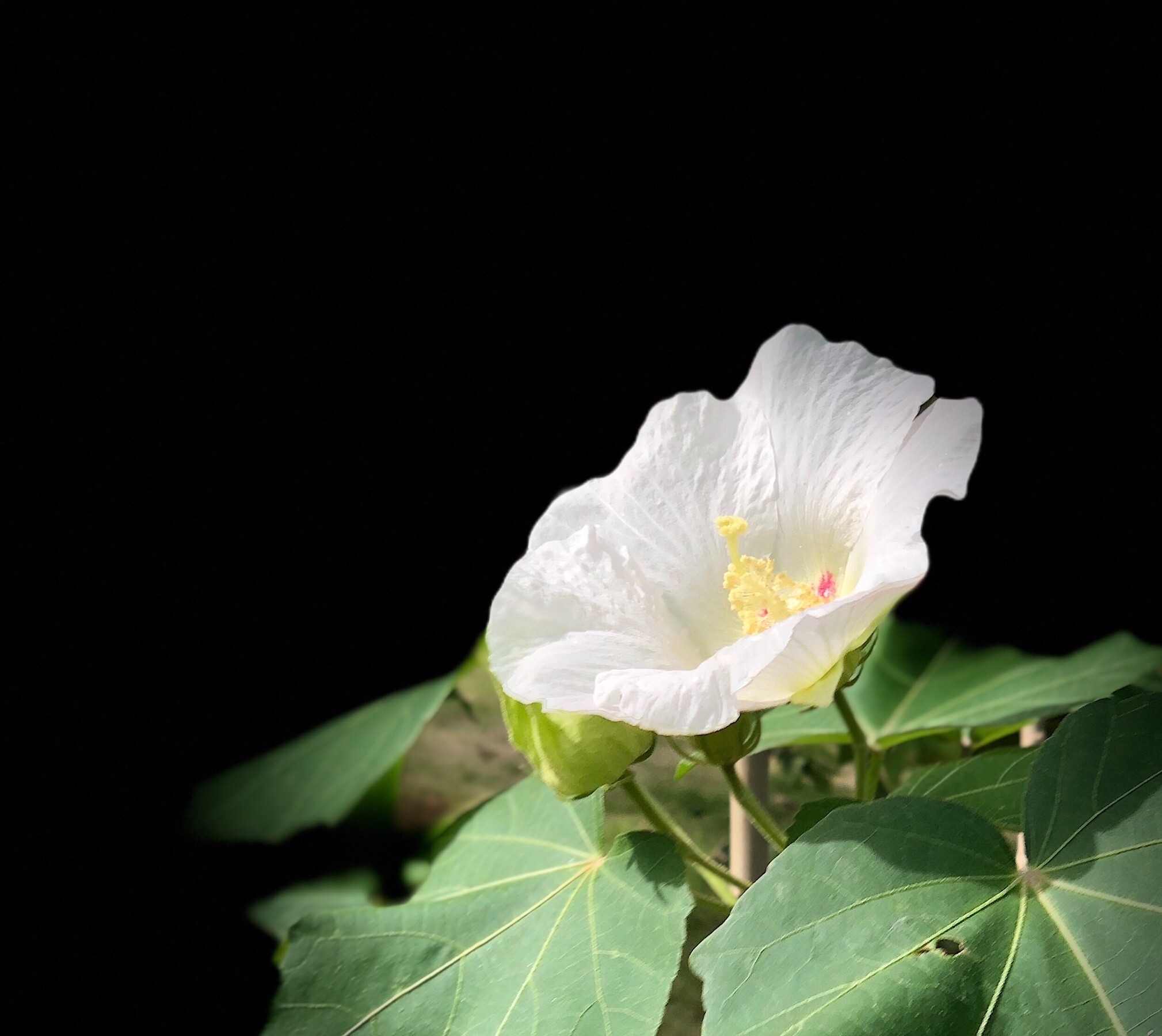 原创首发单瓣芙蓉花