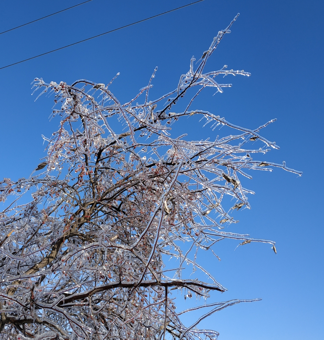 冰雪松树图片大全集图片