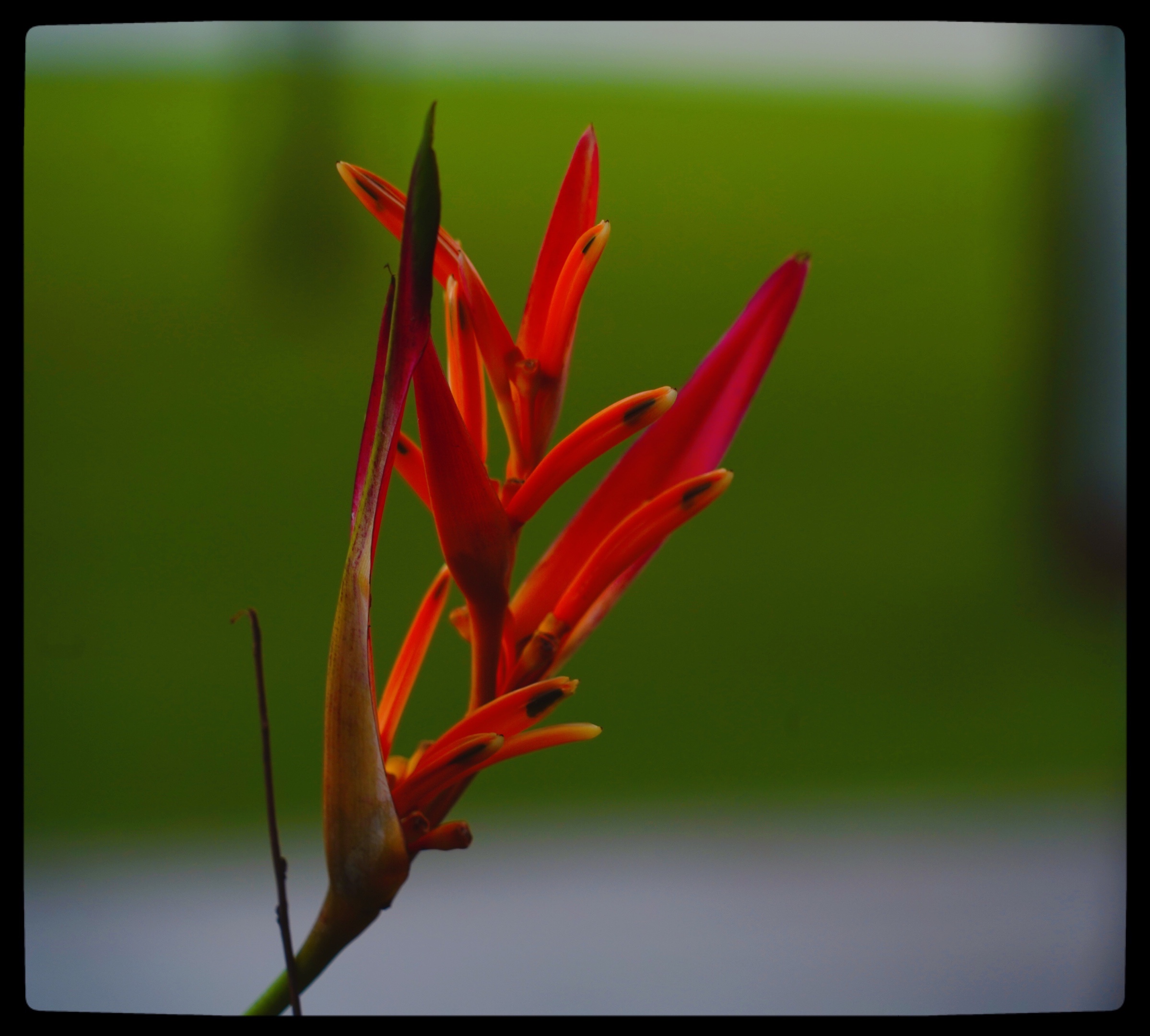 原创首发富贵鸟花