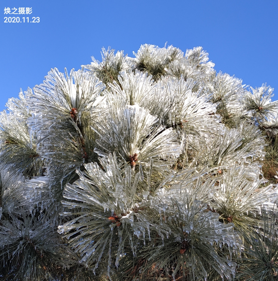 雪乡雾凇冰松图片图片