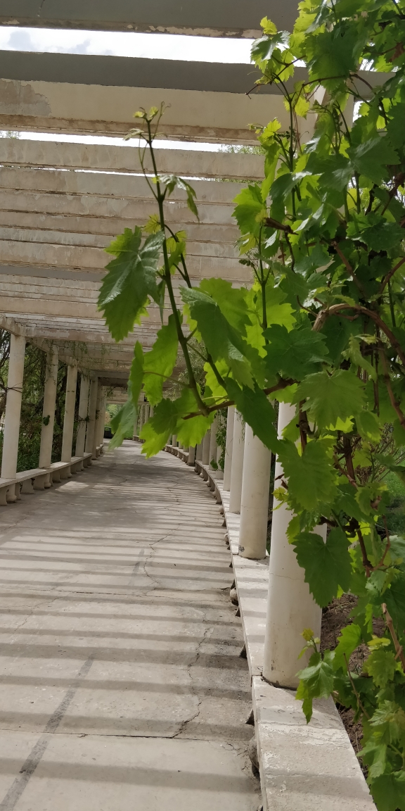 长廊一角,葡萄藤顺着架子攀缘而上.