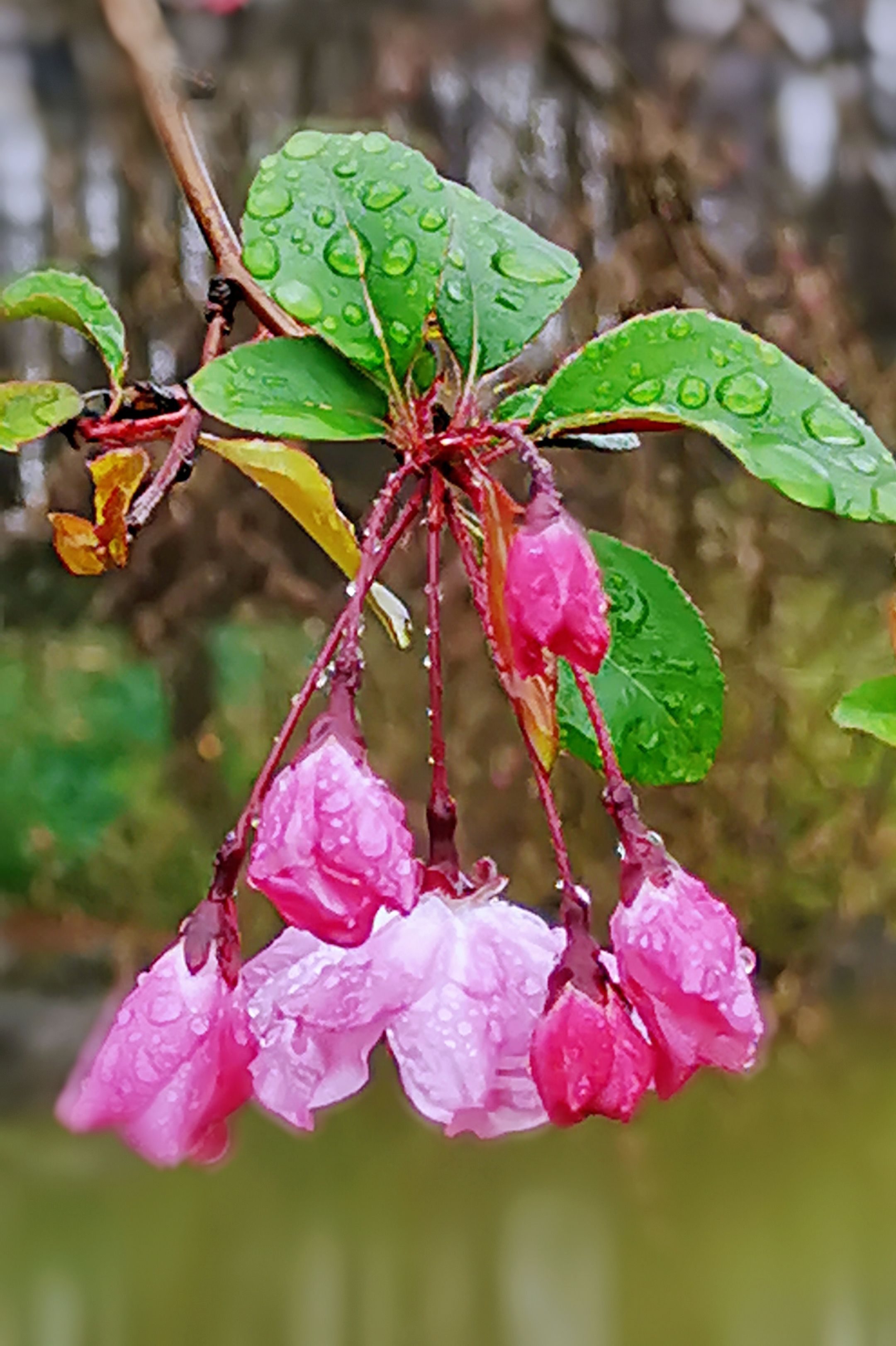 雨后垂丝海棠花【首发】