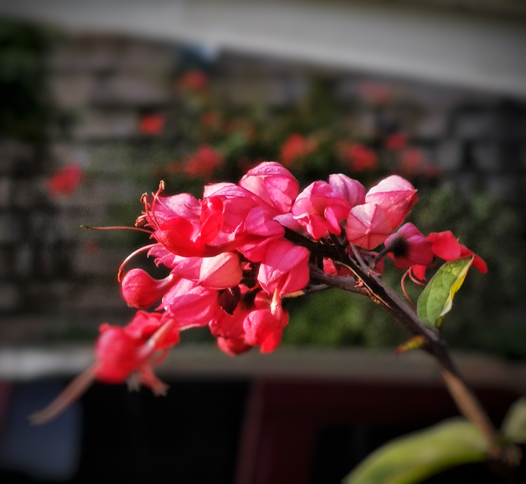 红萼龙吐珠 [首发]