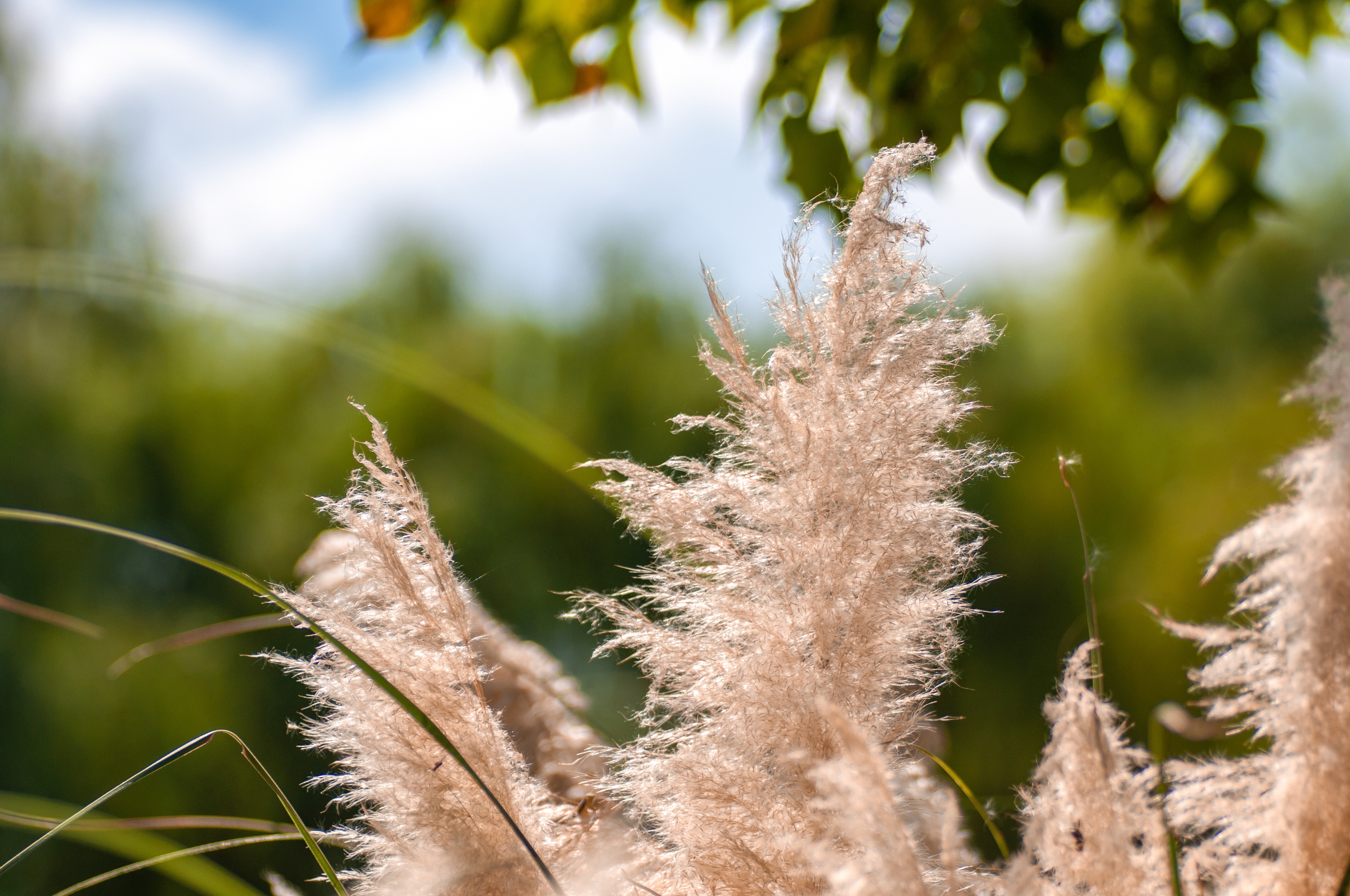 正值深秋 又是芦苇花盛开的季节 潮湿之地 浅水之