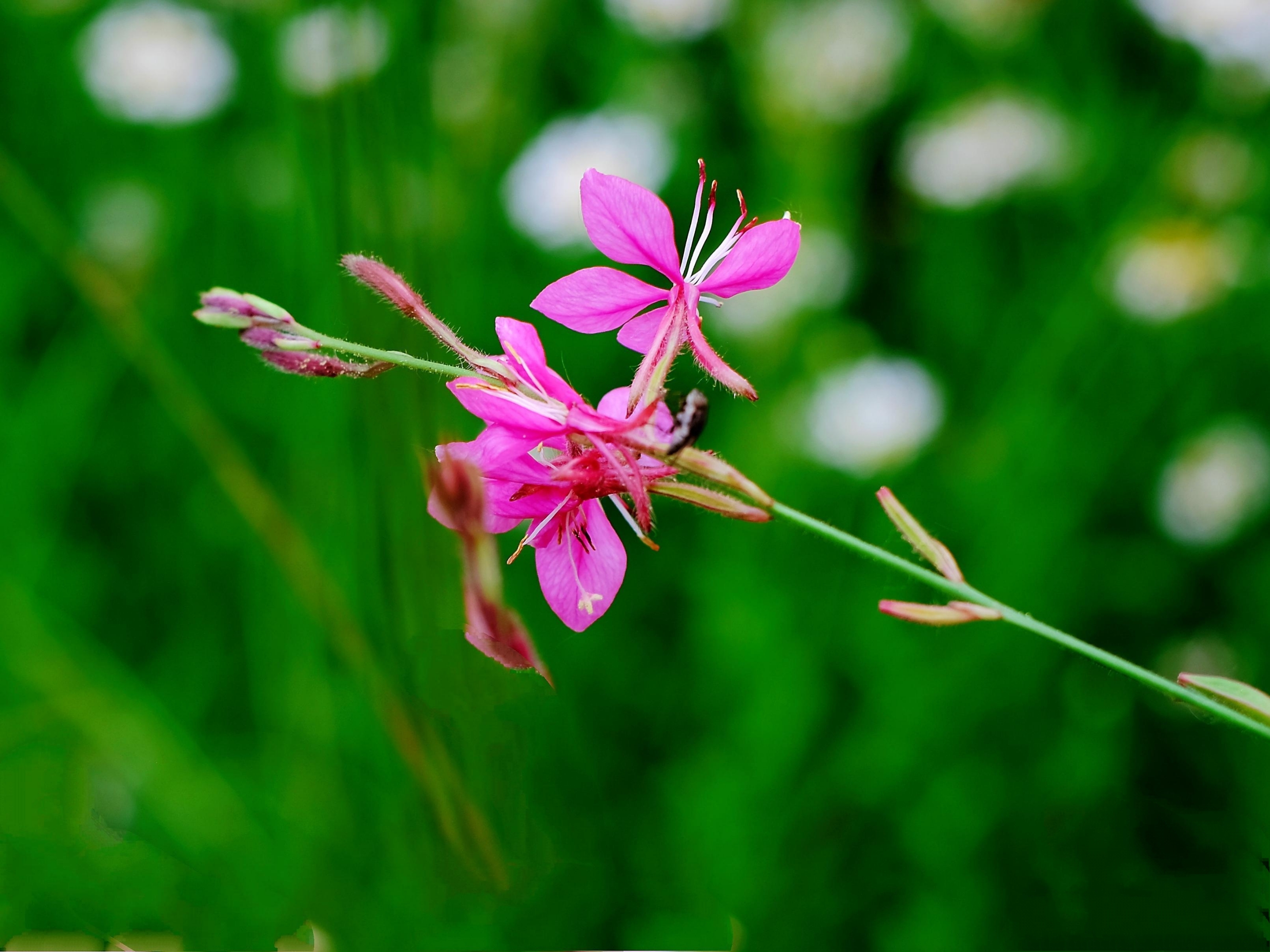 灵动秀气山桃草花