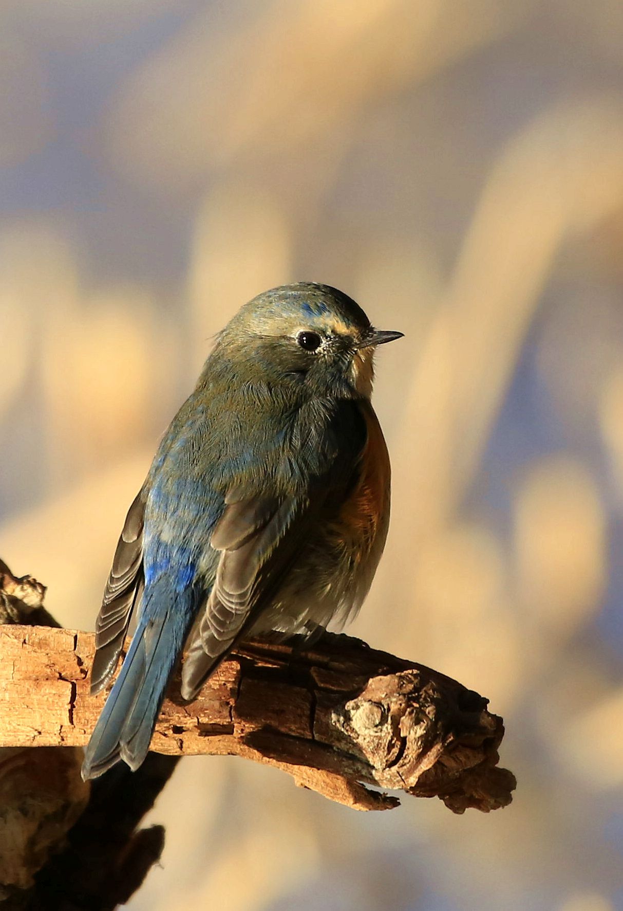 【首发】鸟的种类