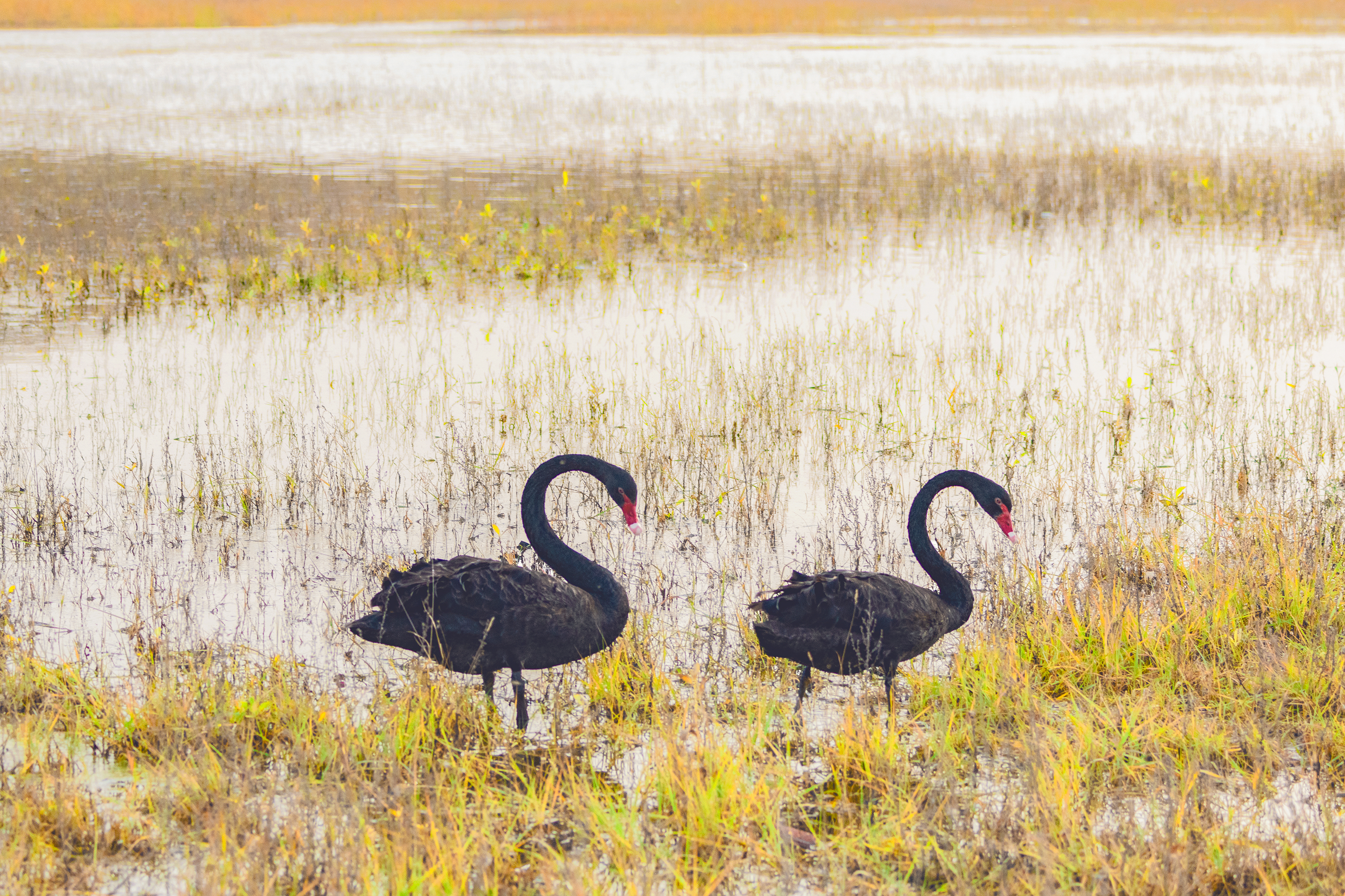 黑天鹅真的来了山西榆次田家湾的天鹅湖图文汾西居士
