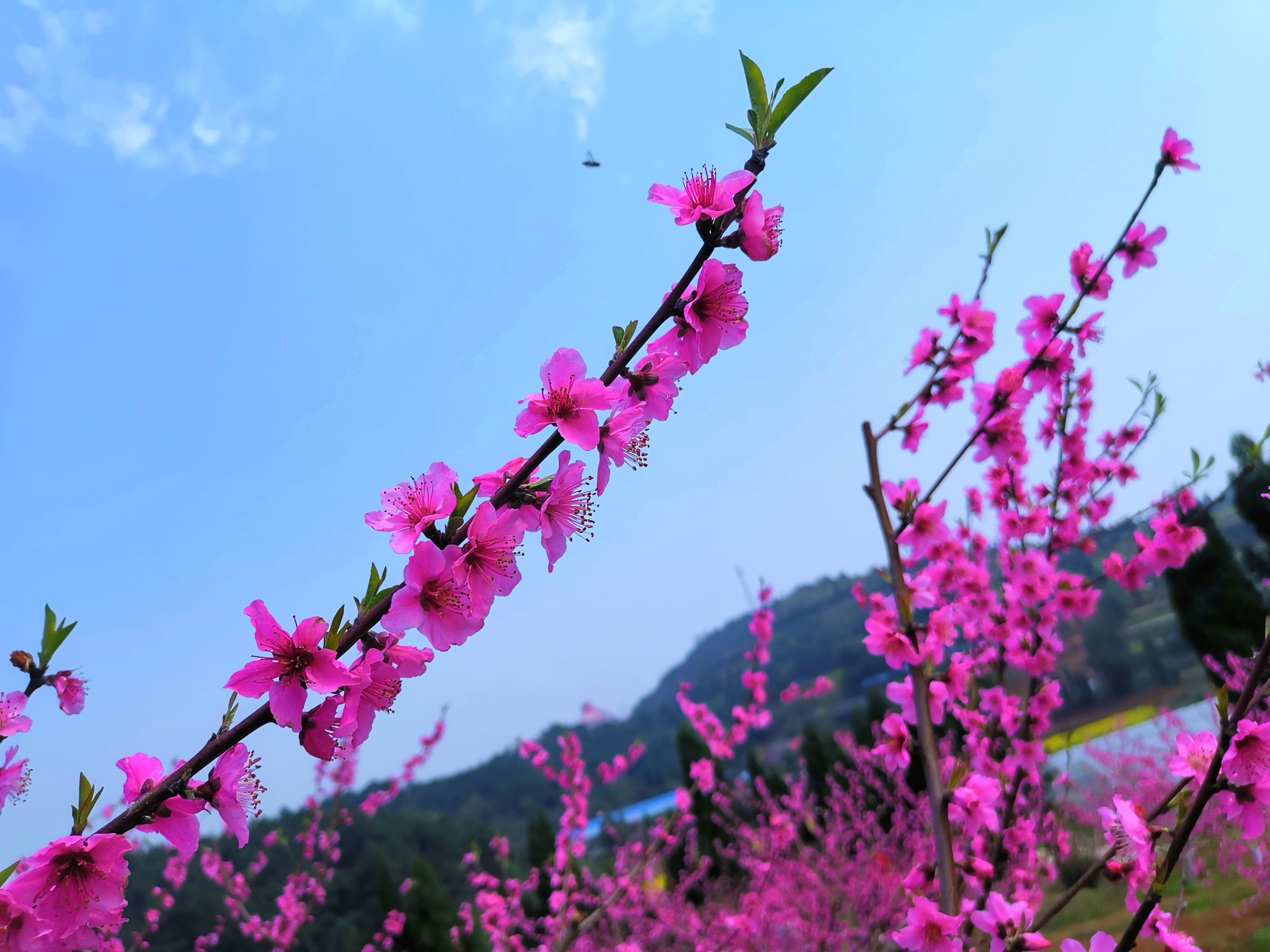 桃花杨柳竞风流(庚子三月 刘可夫摄制)