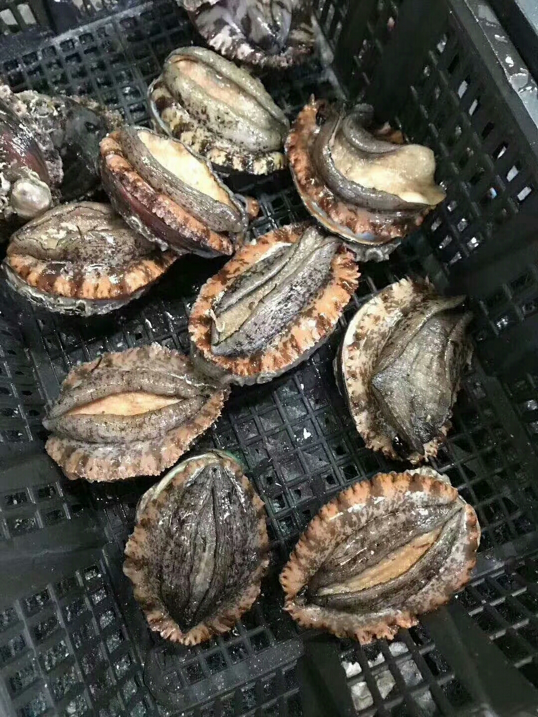 福建省漳州市古雷经济开发区北江村绿色鲍鱼