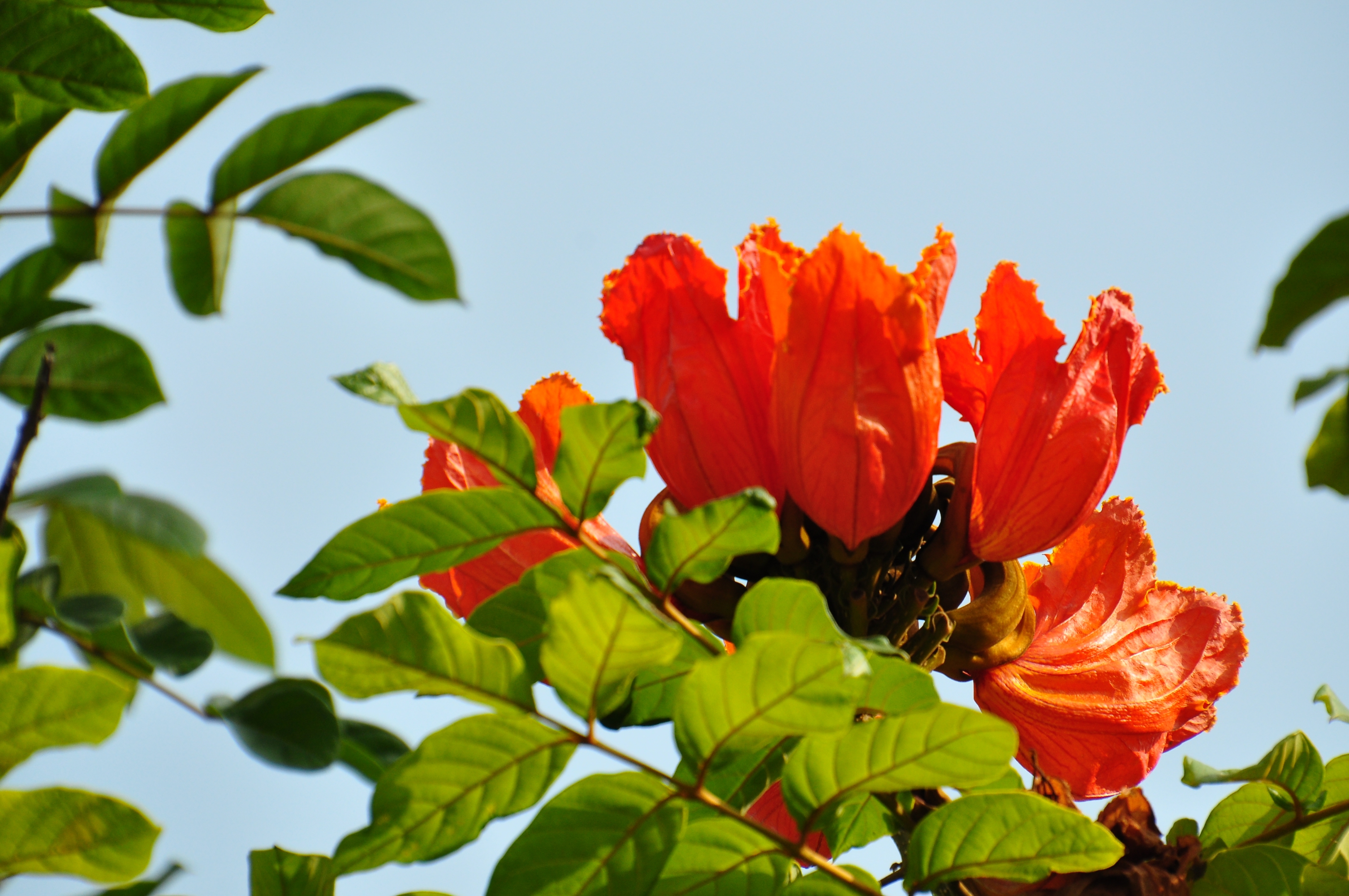 火焰树[原创首发]